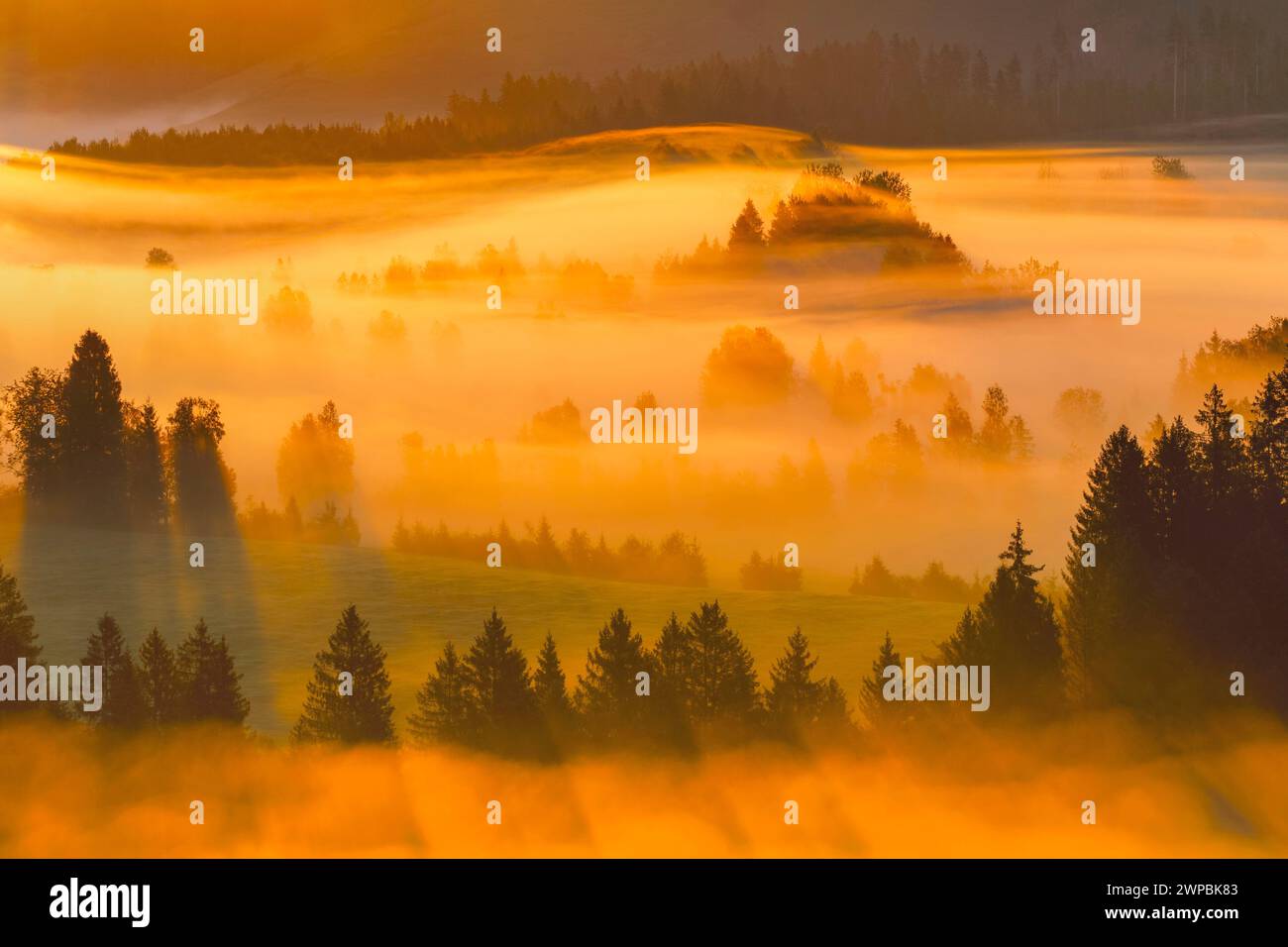 Gaufrettes de brume et de forêt à la haute lande de Rothenthurm, Suisse, Schwyz Banque D'Images