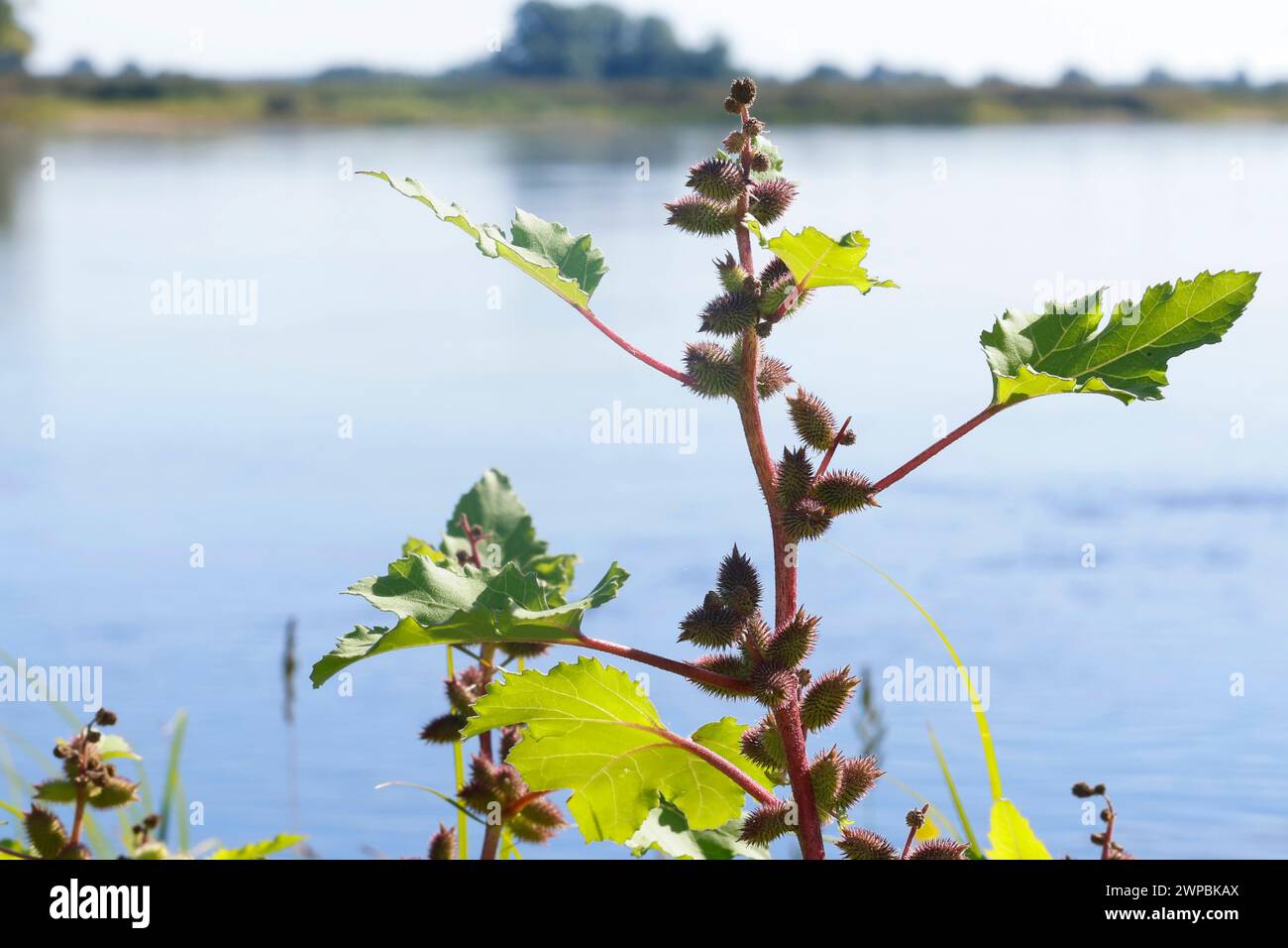 Cocklebur (Xanthium albinum, Xanthium albinum subsp. Albinum), fructification, Allemagne Banque D'Images