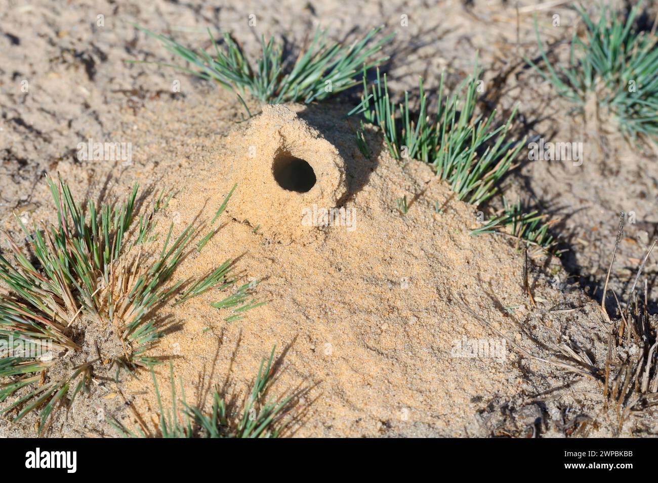 Guêpe creuseuse (Mellinus arvensis), entrée du nid de sable, Allemagne Banque D'Images