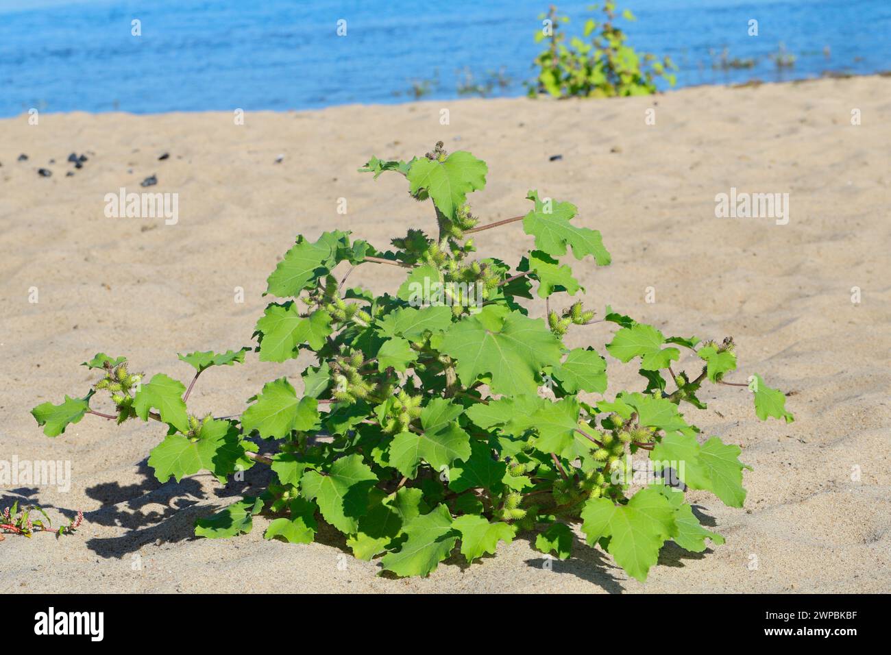 Cocklebur (Xanthium albinum, Xanthium albinum subsp. Albinum), fructification, Allemagne Banque D'Images