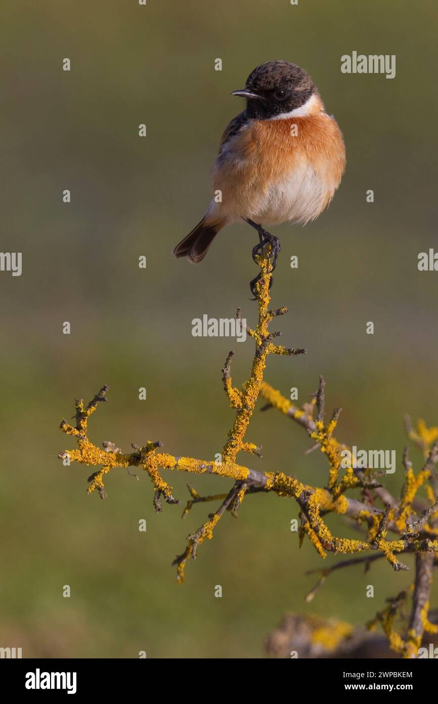 Stonechat commun, Stonechat européen (Saxicola rubicola, Saxicola torquata rubicola), mâle perché sur une brindille léchée, Italie, Toscane Banque D'Images