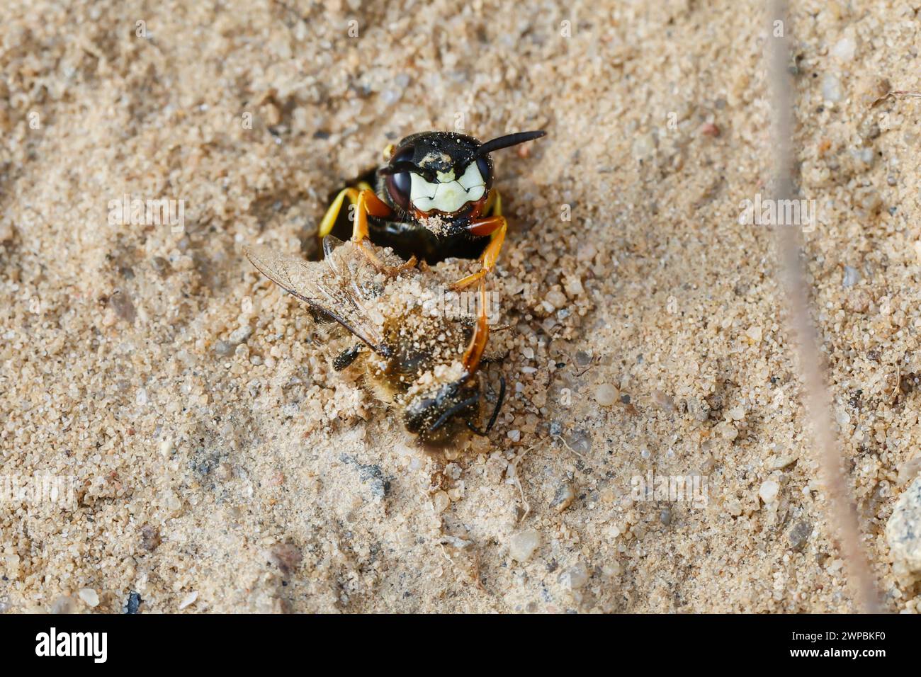 Guêpe tueuse d'abeilles, tueuse d'abeilles (Philanthus triangulum, Philanthus apivorus), avec abeille proie à l'entrée du nid dans un sol sablonneux, Allemagne Banque D'Images