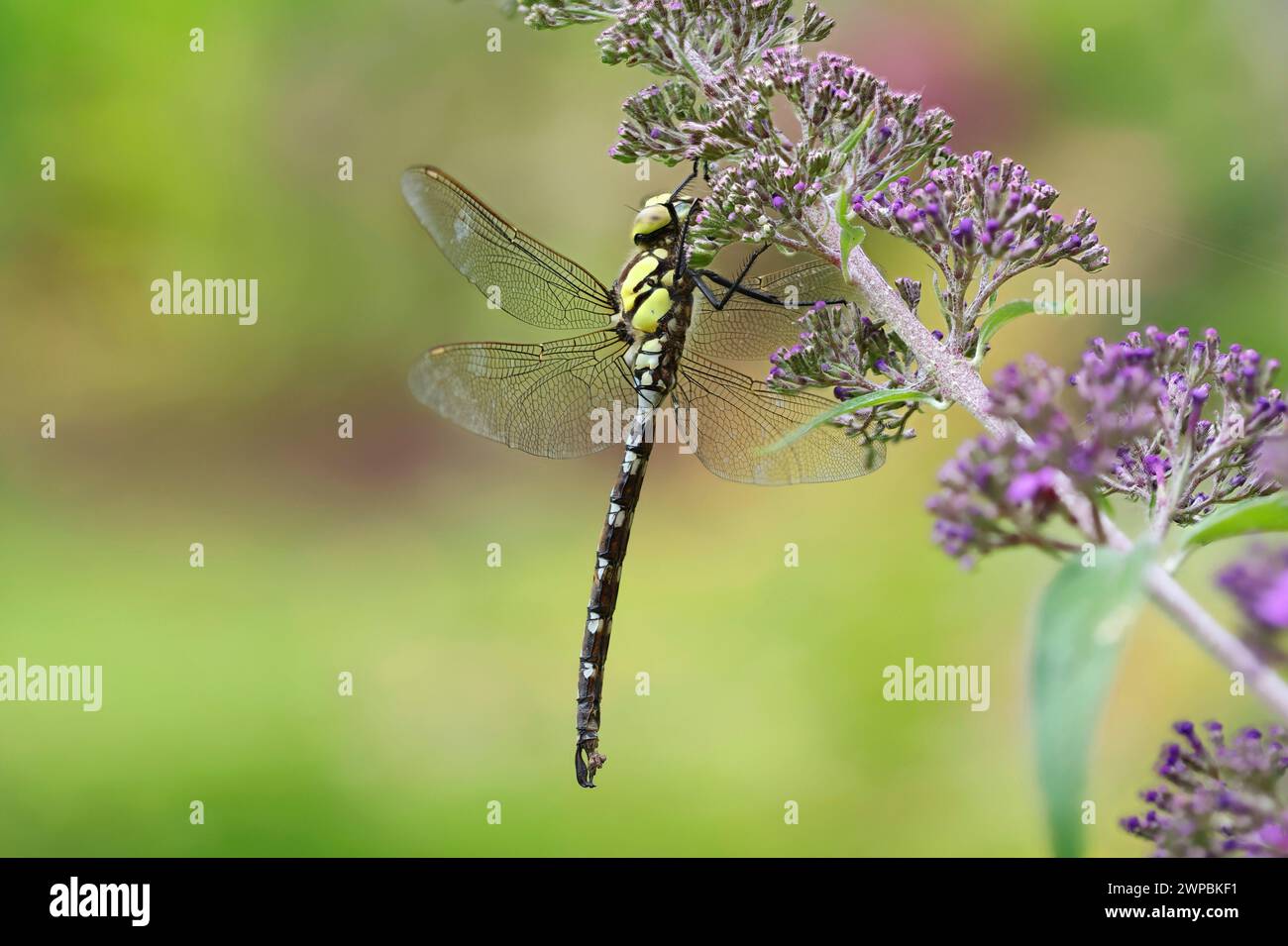 Noir bleu-vert, sud d'eeshna, faucheur du sud (Aeshna cyanea), mâle est assis sur la lavande, Allemagne, Mecklembourg-Poméranie occidentale Banque D'Images