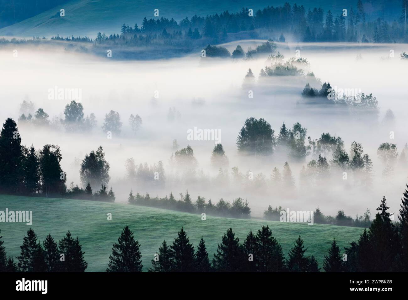 Gaufrettes de brume et de forêt à la haute lande de Rothenthurm, Suisse, Schwyz Banque D'Images