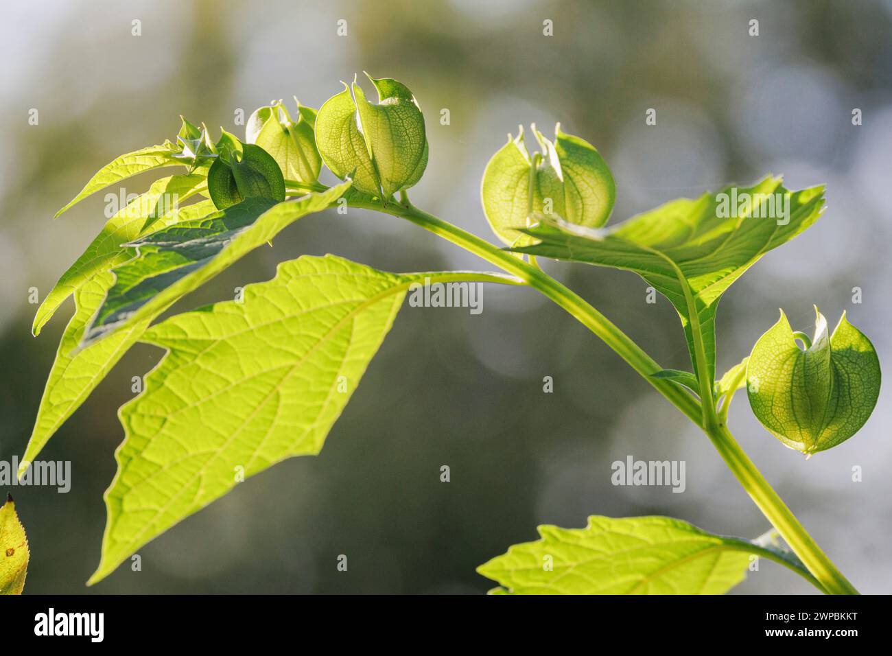 Plante de la mouche du Shoo, pomme du pérou (Nicandra physalodes, Nicandra physaloides), fanée, Allemagne Banque D'Images