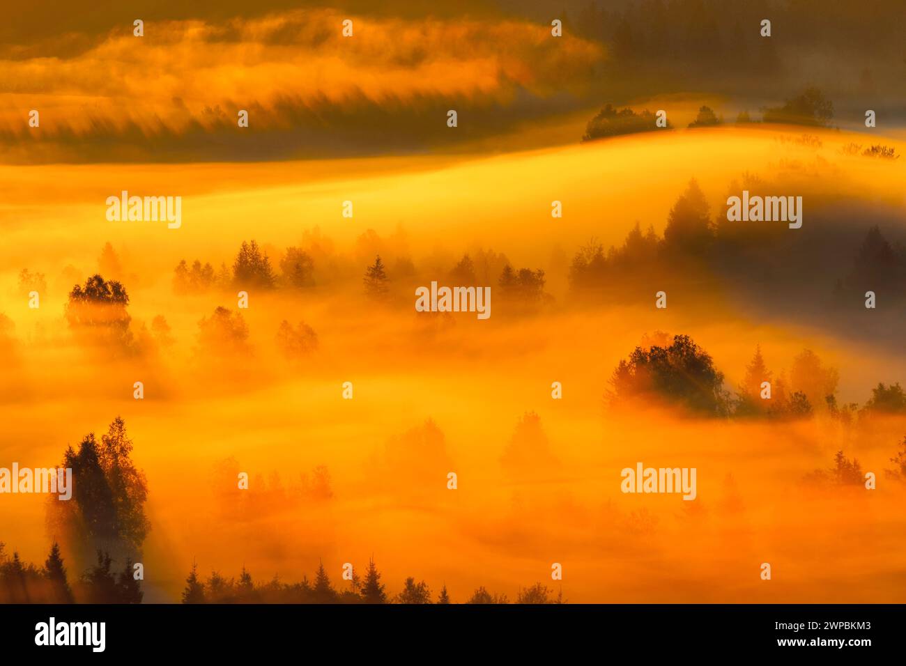 Gaufrettes de brume et de forêt à la haute lande de Rothenthurm, Suisse, Schwyz Banque D'Images
