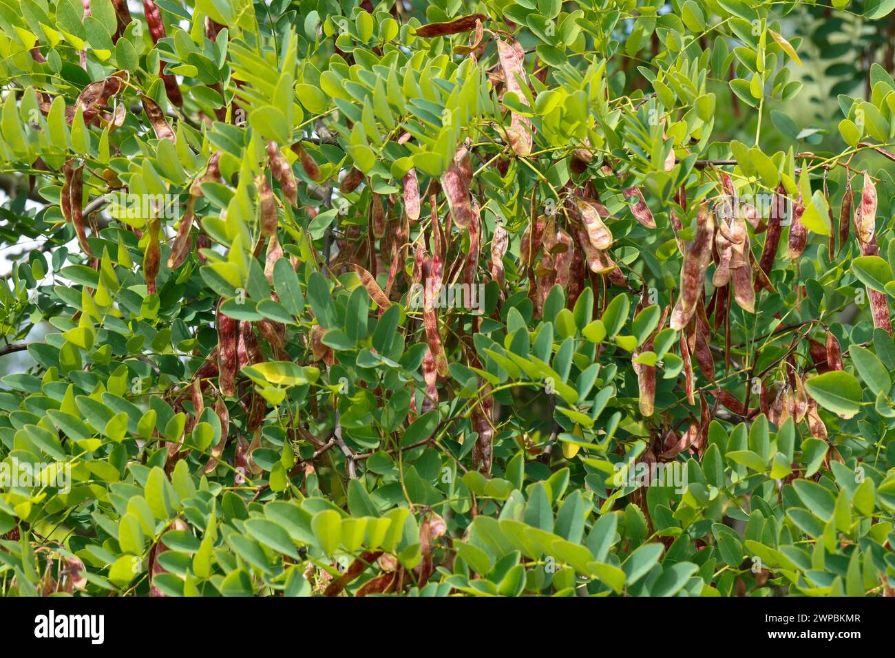 Le robinier, criquet commun, le robinier (Robinia pseudo-acacia, Robinia pseudoacacia, Robinia pseudacacia), branche avec fruits, Allemagne Banque D'Images