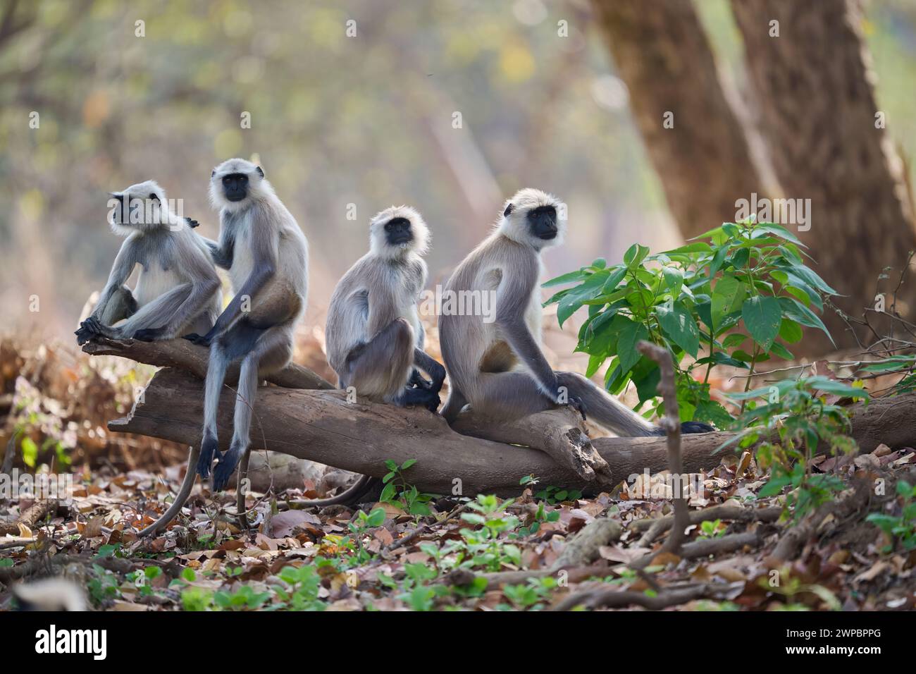Singe Gray Langur, parc national de Kanha, Inde Banque D'Images