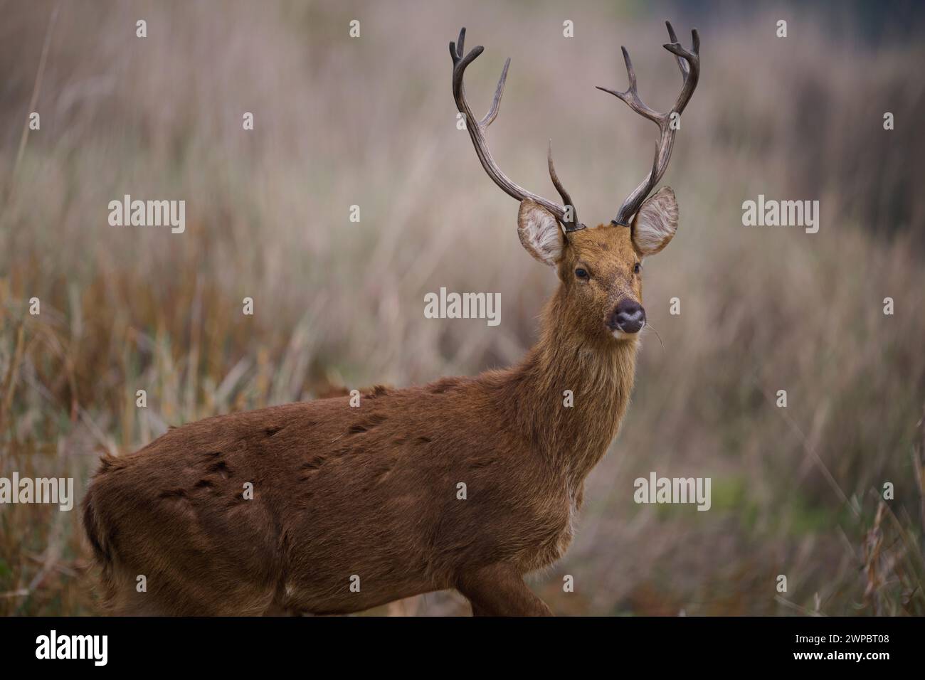 Cerf de Baraingha, parc national de Kanha, Inde Banque D'Images