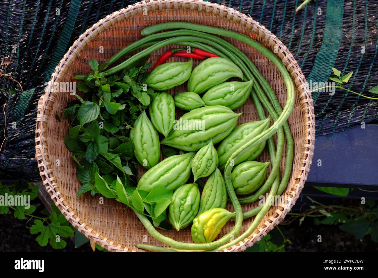 Culture de produit agricole du jardin sur le toit par l'agriculture biologique à Ho Chi Minh ville, panier de melon amer juste récolter à la ferme Banque D'Images