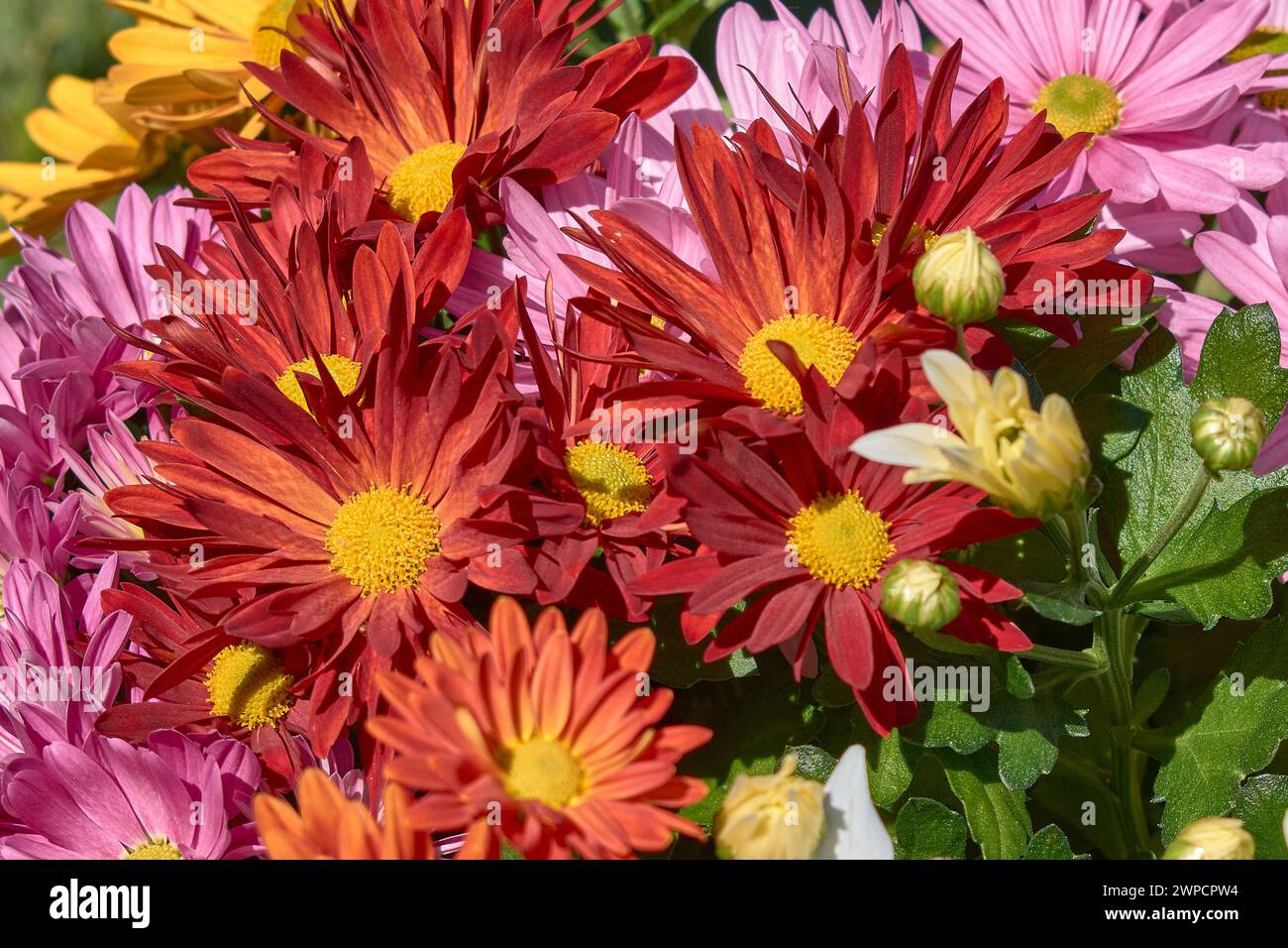 Fond de fleur de nature, fleurs de marguerites multicolores fleurissant au printemps Banque D'Images