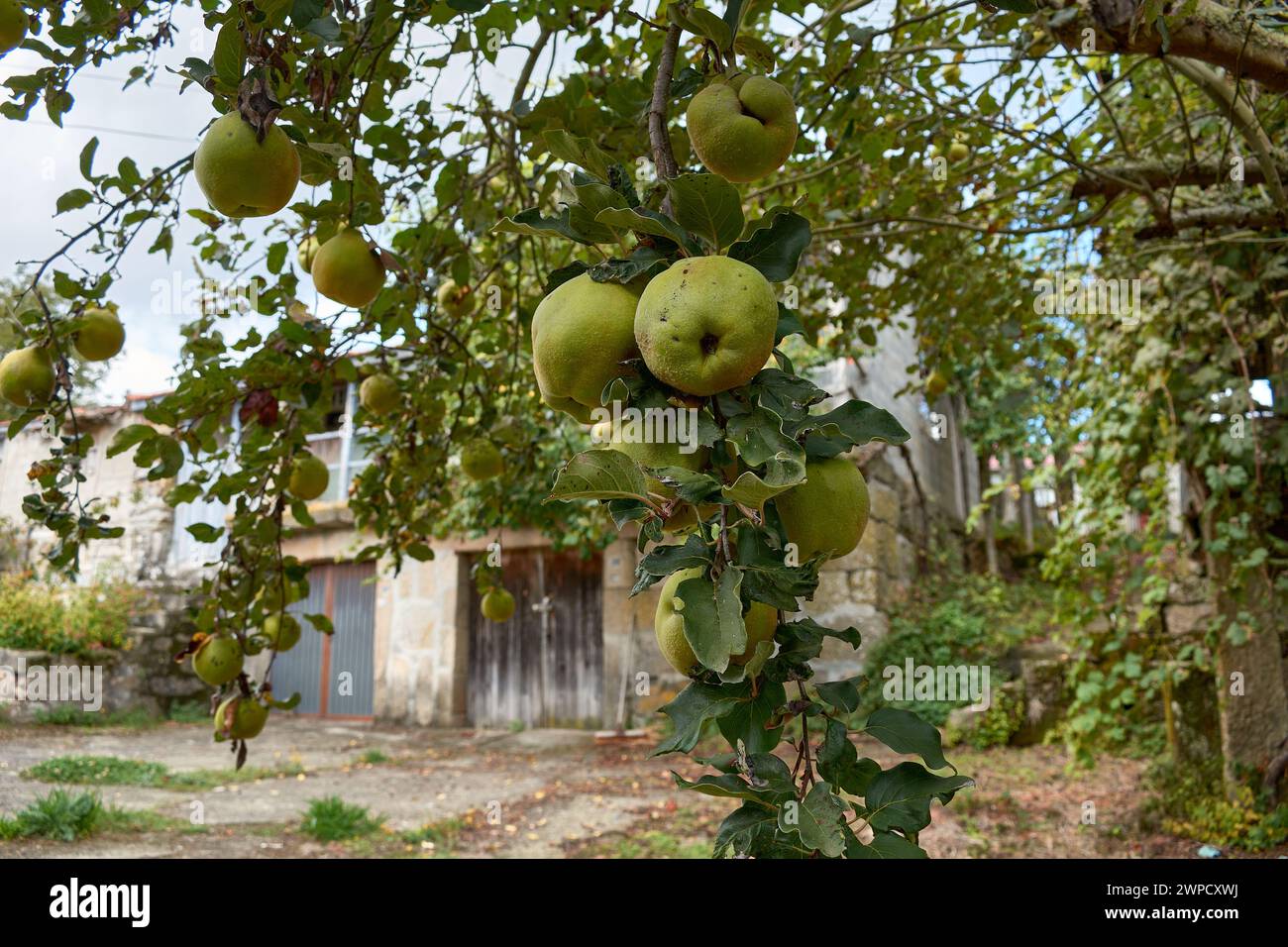 Fruit de coing (Cydonia oblonga) avec des cheveux fins gris-blanc sur la branche, proche de la maturité en automne Banque D'Images