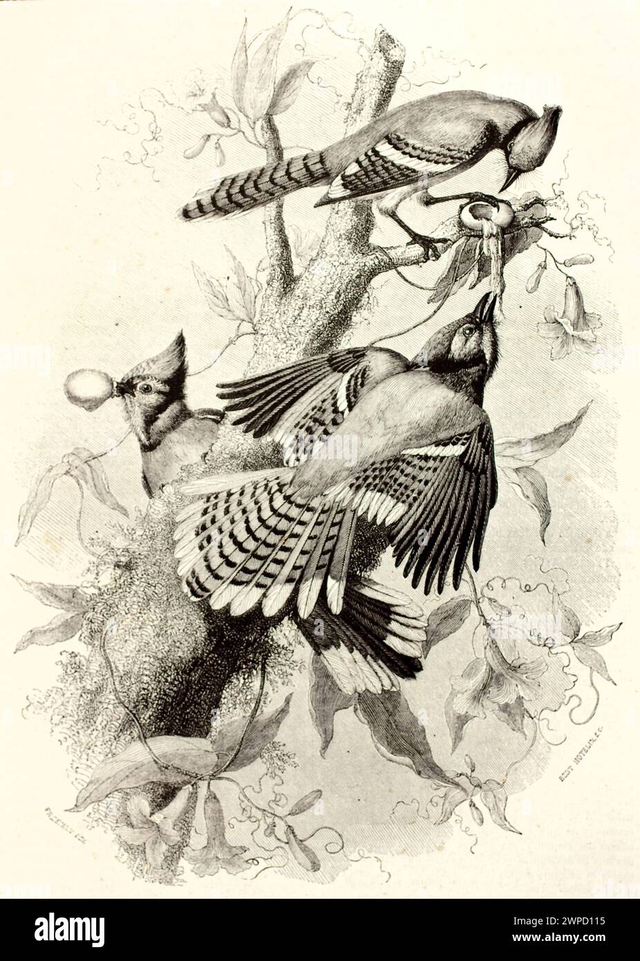 Illustration gravée du jay bleu (Cyanocitta cristata) dans un cadre naturel. Par Freeman d'après Audubon, publié dans magasin pittoresque, Paris, 1852. Banque D'Images