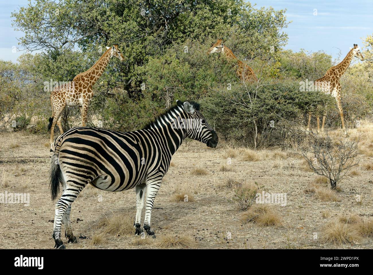 Zèbres - zèbre mâle unique debout sur le côté de l'appareil photo avec trois girafe dans le buisson d'arrière-plan. Banque D'Images