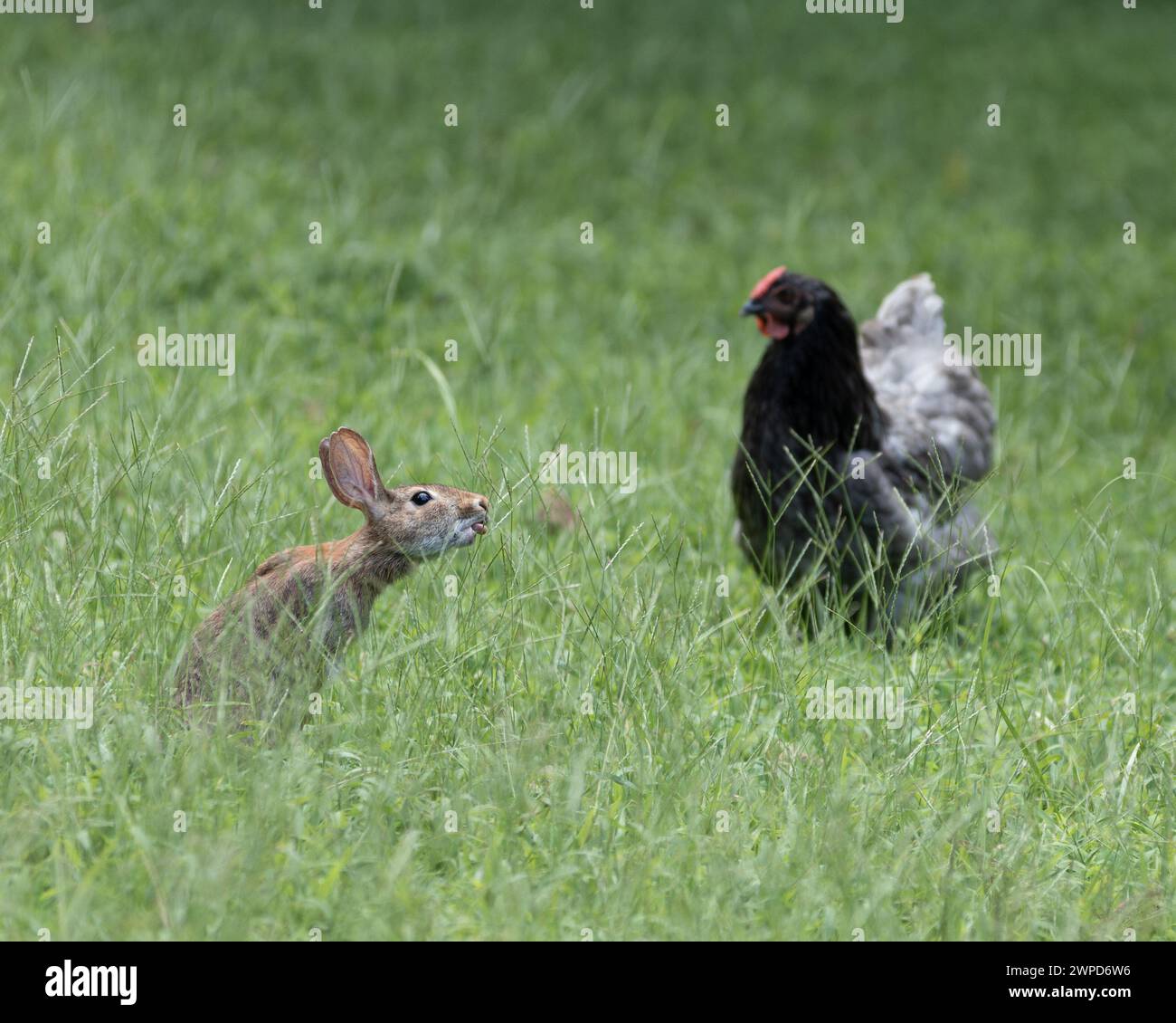 Un lapin sauvage et un poulet refroidissant dans un champ herbeux. Banque D'Images