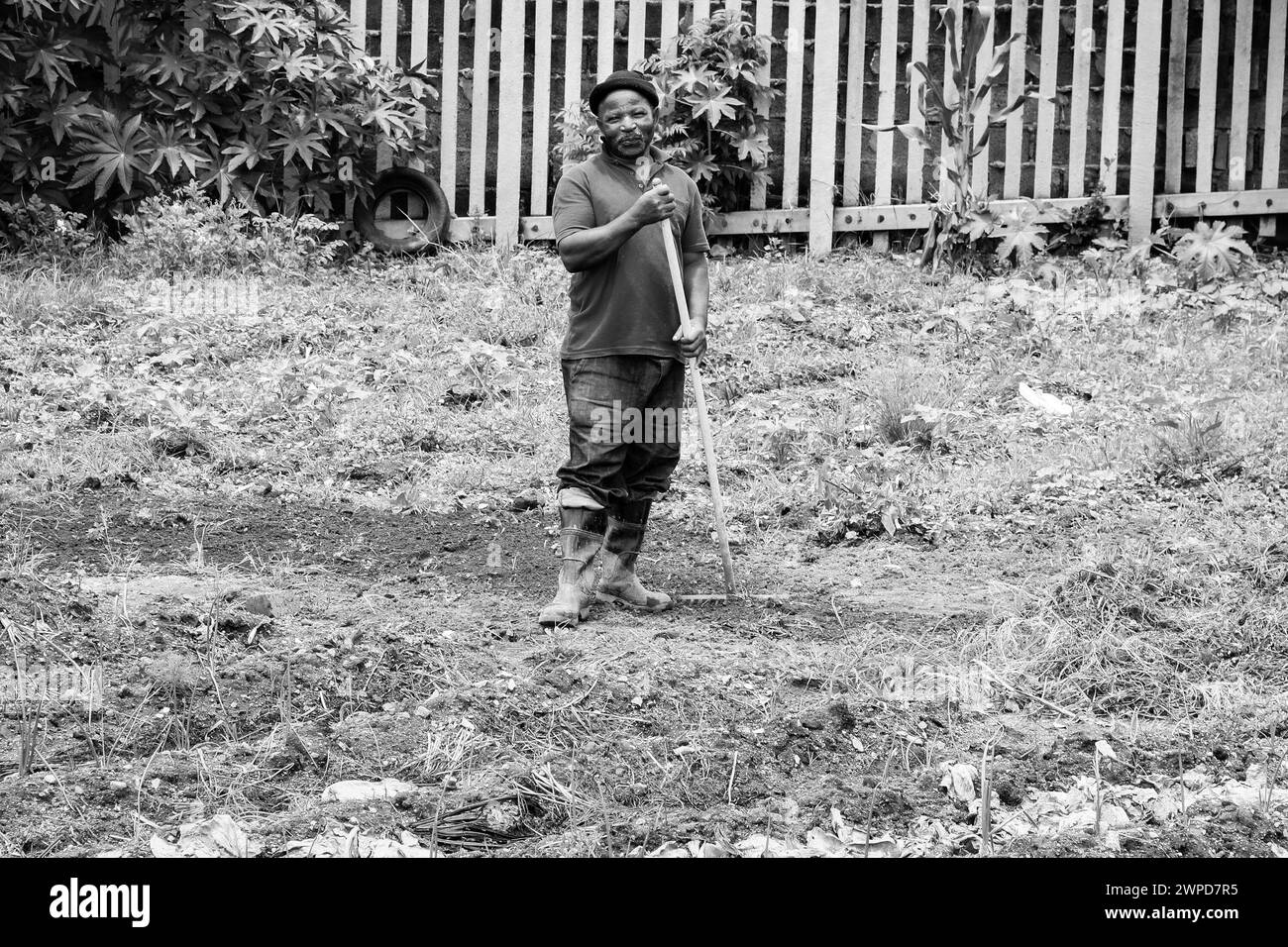 Une échelle de gris d'un homme jardinant à Johannesburg, Afrique du Sud Banque D'Images