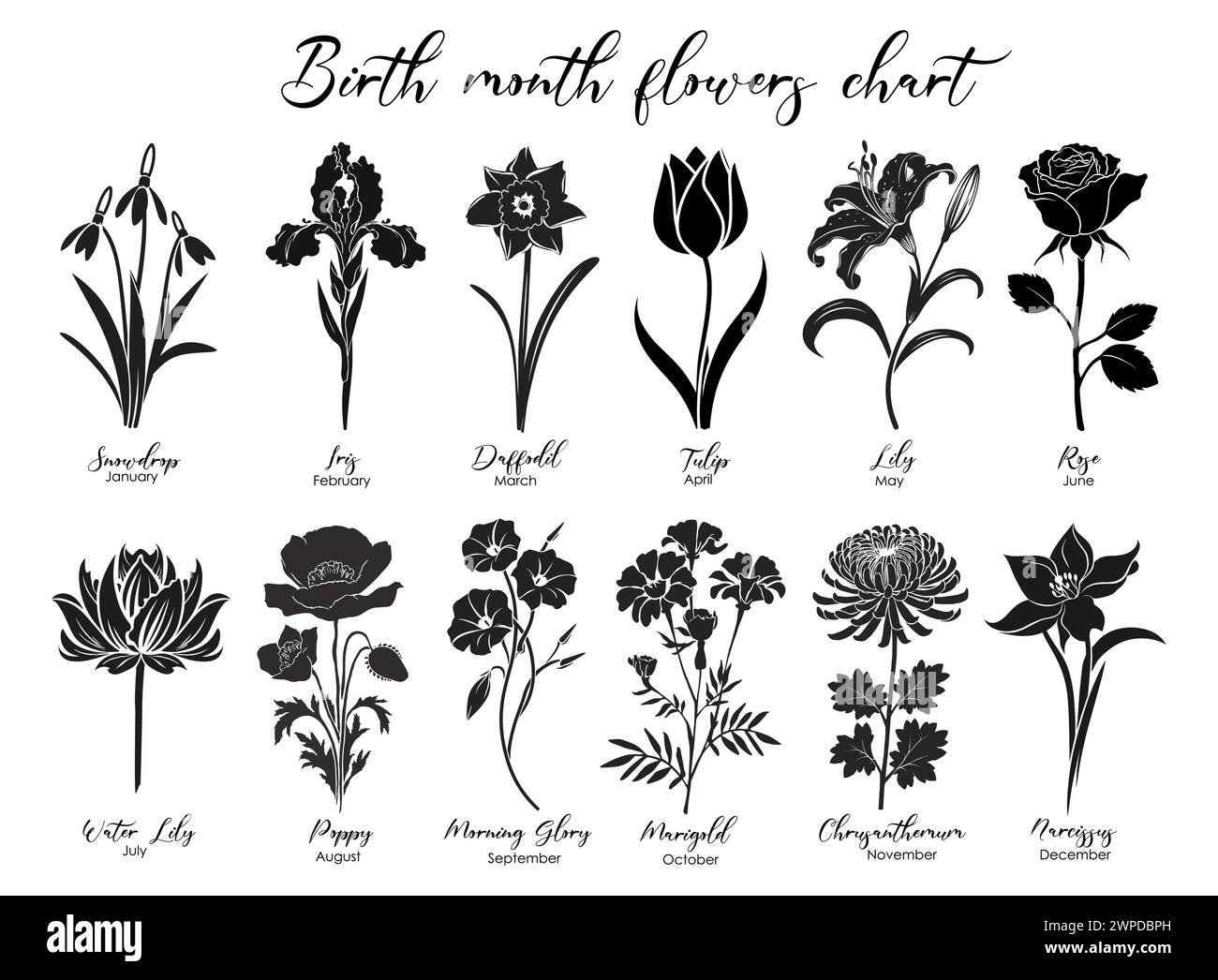 Ensemble de silhouettes de fleurs de mois de naissance isolées. Illustration de Vecteur