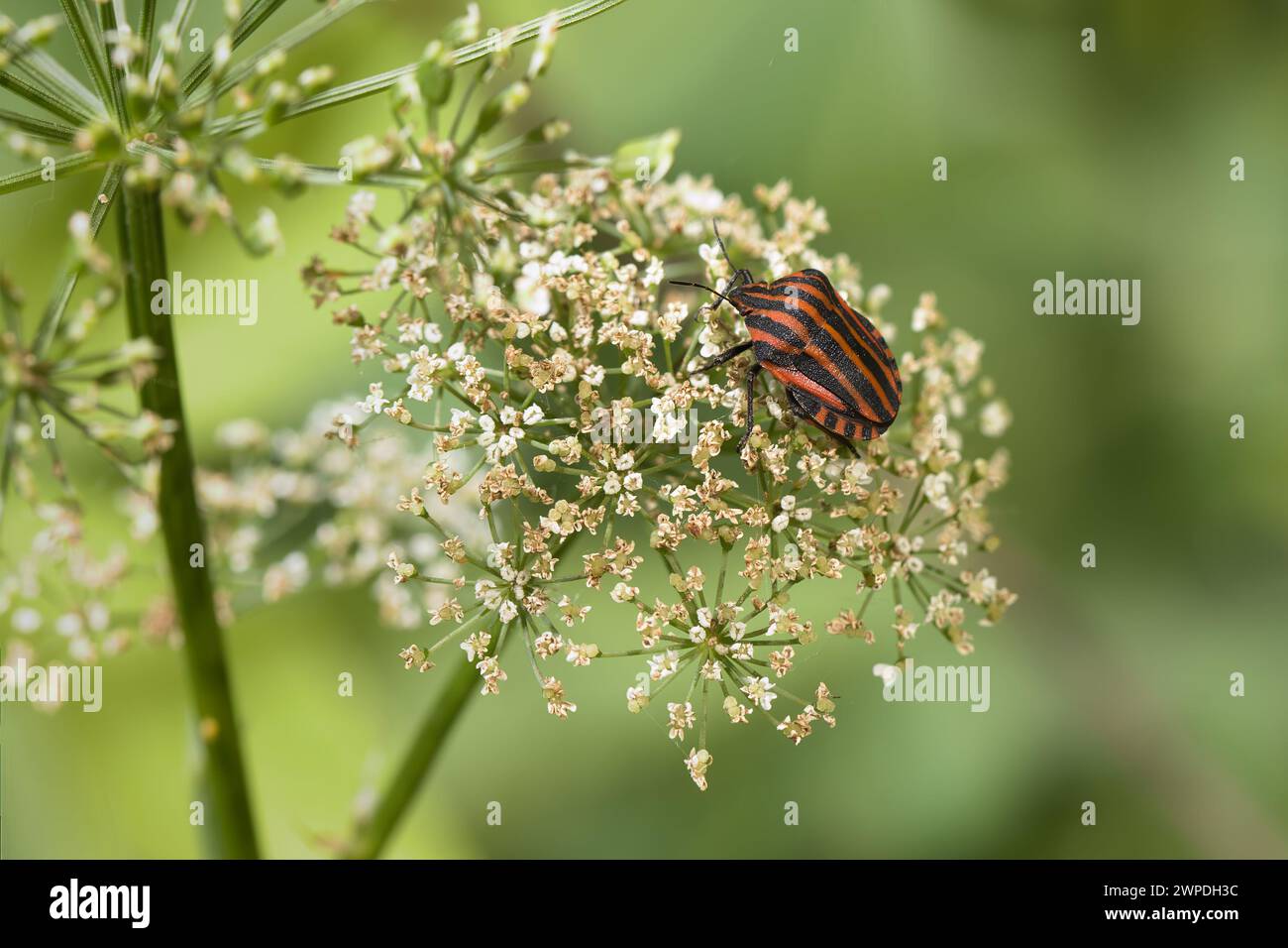 Insecte rayé italien Graphosoma Italicum sur la fleur d'Apiaceae Banque D'Images