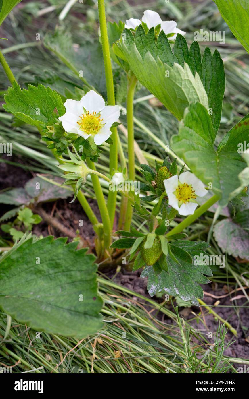 Arbuste à fraises fleuri poussant dans le jardin au printemps. Banque D'Images