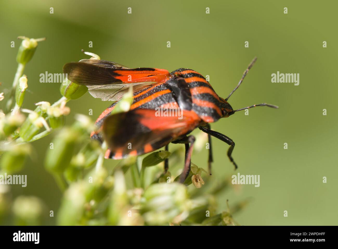 Le insecte rayé italien Graphosoma Italicum sur la fleur d'Apiaceae s'envole Banque D'Images