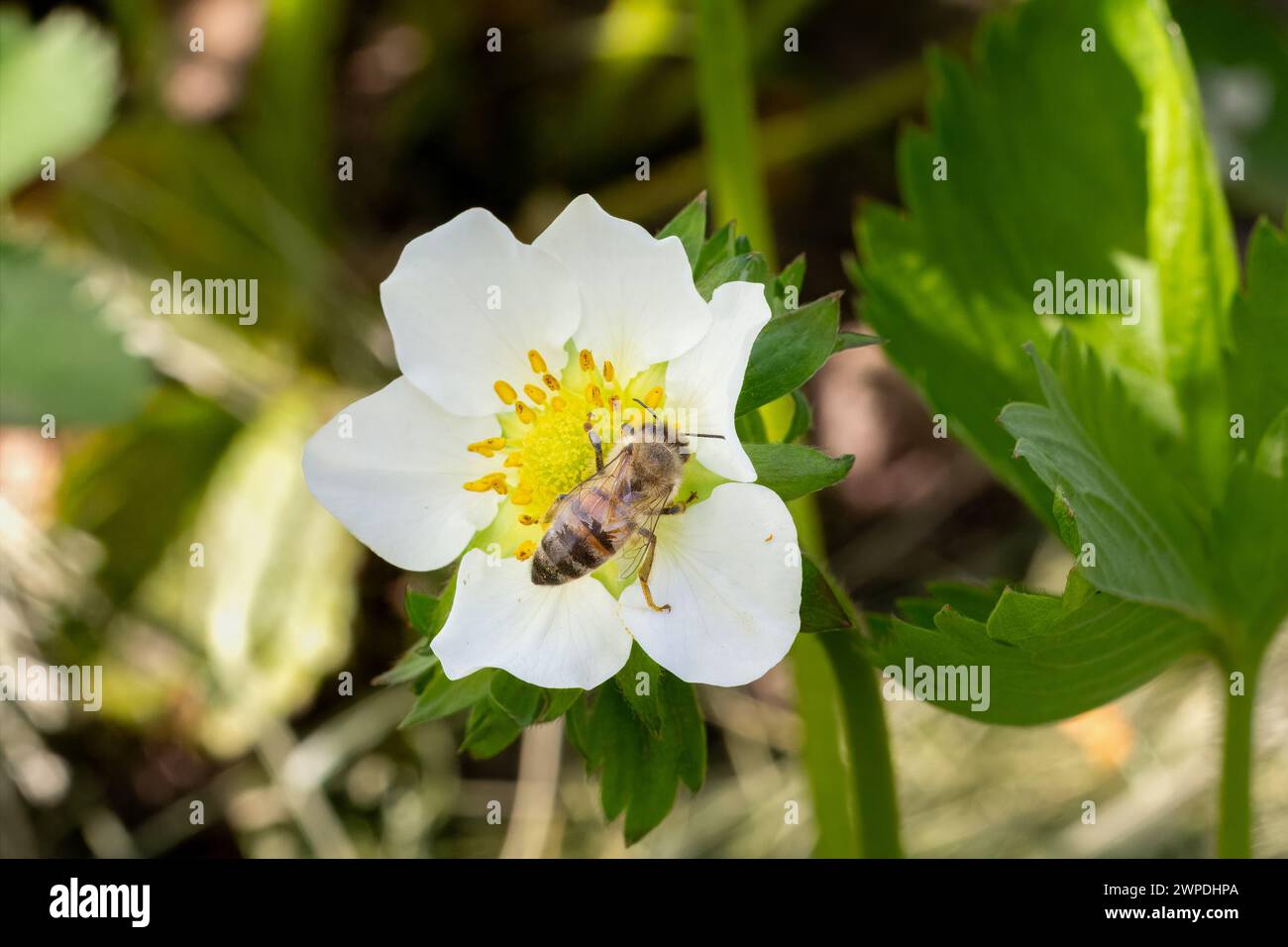 Gros plan un arbuste de fraises en fleurs avec une abeille assise sur une fleur blanche. Cultiver des baies dans un jardin. Banque D'Images