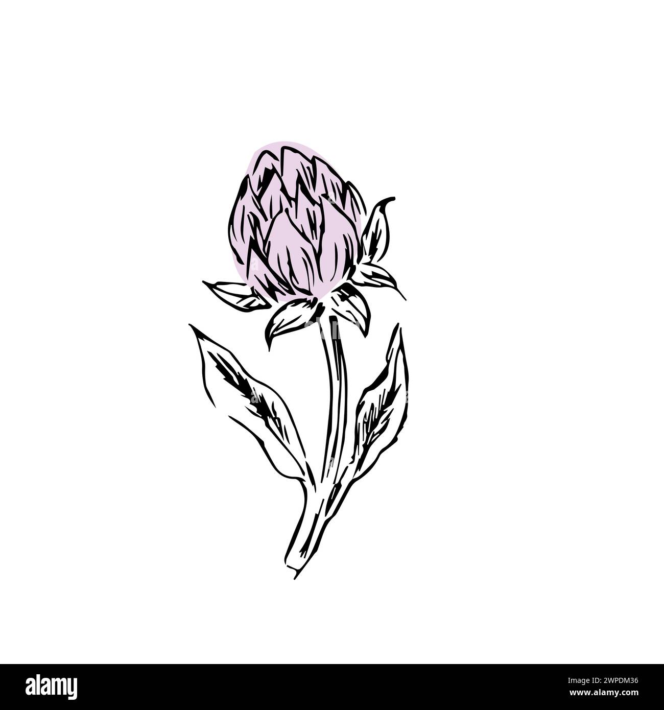 Trèfle d'élément floral vintage dessiné à la main. L'illustration vectorielle peut être utilisée pour le textile, l'emballage, la décoration. Illustration de Vecteur Trèfle d'élément floral vintage dessiné à la main. L'illustration vectorielle peut être utilisée pour le textile, l'emballage, la décoration. Illustration de Vecteur