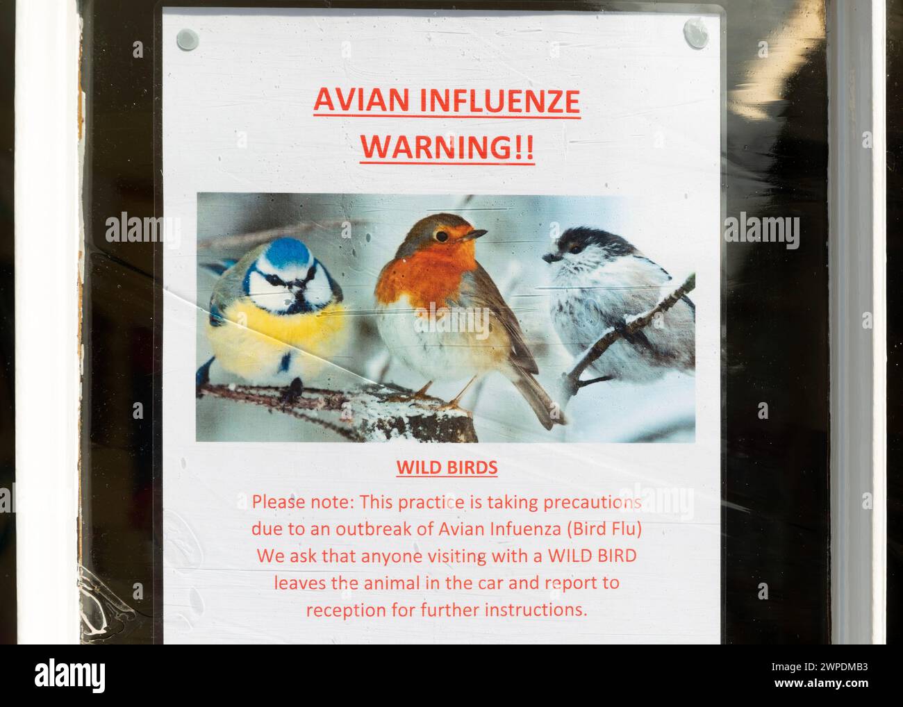 Avis d'affiche sur la grippe aviaire avertissement de grippe aviaire, Suffolk, Angleterre, Royaume-Uni dans la fenêtre de la pratique vétérinaire Banque D'Images