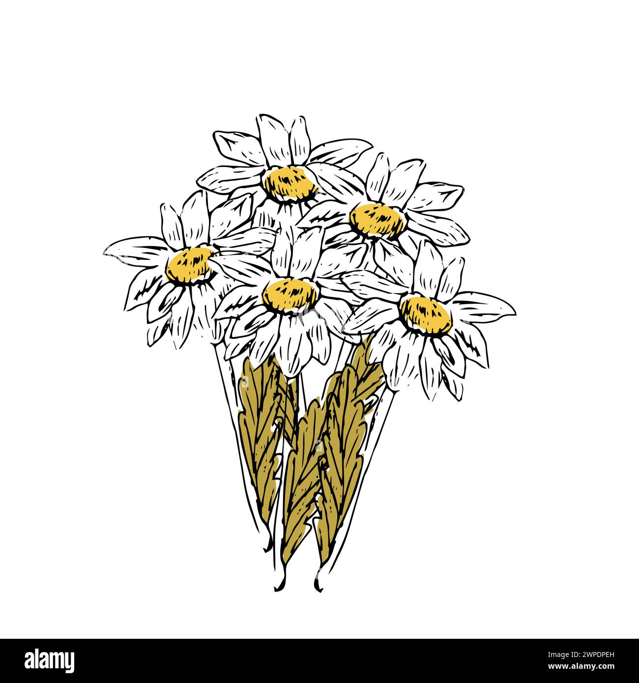 Camomille d'éléments floraux vintage dessinés à la main. L'illustration vectorielle peut être utilisée pour le textile, l'emballage, la décoration. Illustration de Vecteur Camomille d'éléments floraux vintage dessinés à la main. L'illustration vectorielle peut être utilisée pour le textile, l'emballage, la décoration. Illustration de Vecteur