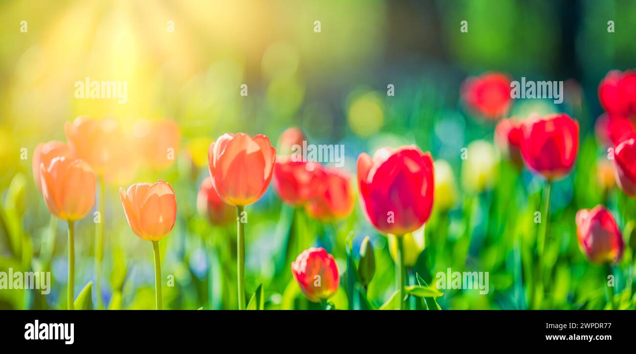 Fleurs de tulipes fraîches étonnantes fleurissant dans le champ de tulipes sous fond de fleurs de tulipes floues sous la lumière du coucher du soleil. Nature printanière romantique magnifique Banque D'Images