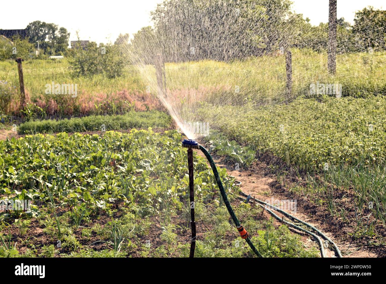 La photo montre un dispositif d'irrigation installé dans un jardin. L'eau sous pression libérée par l'appareil forme un nuage de petites gouttelettes. Banque D'Images