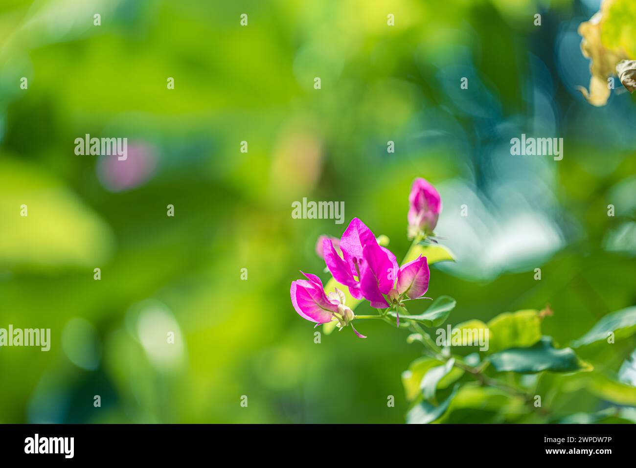 Belles fleurs de Bougainvillea et arbre de plante de bougainvilliers en été feuillage luxuriant saison des pluies (Bougainvillea glabra Choisy). les fleurs sont roses Banque D'Images