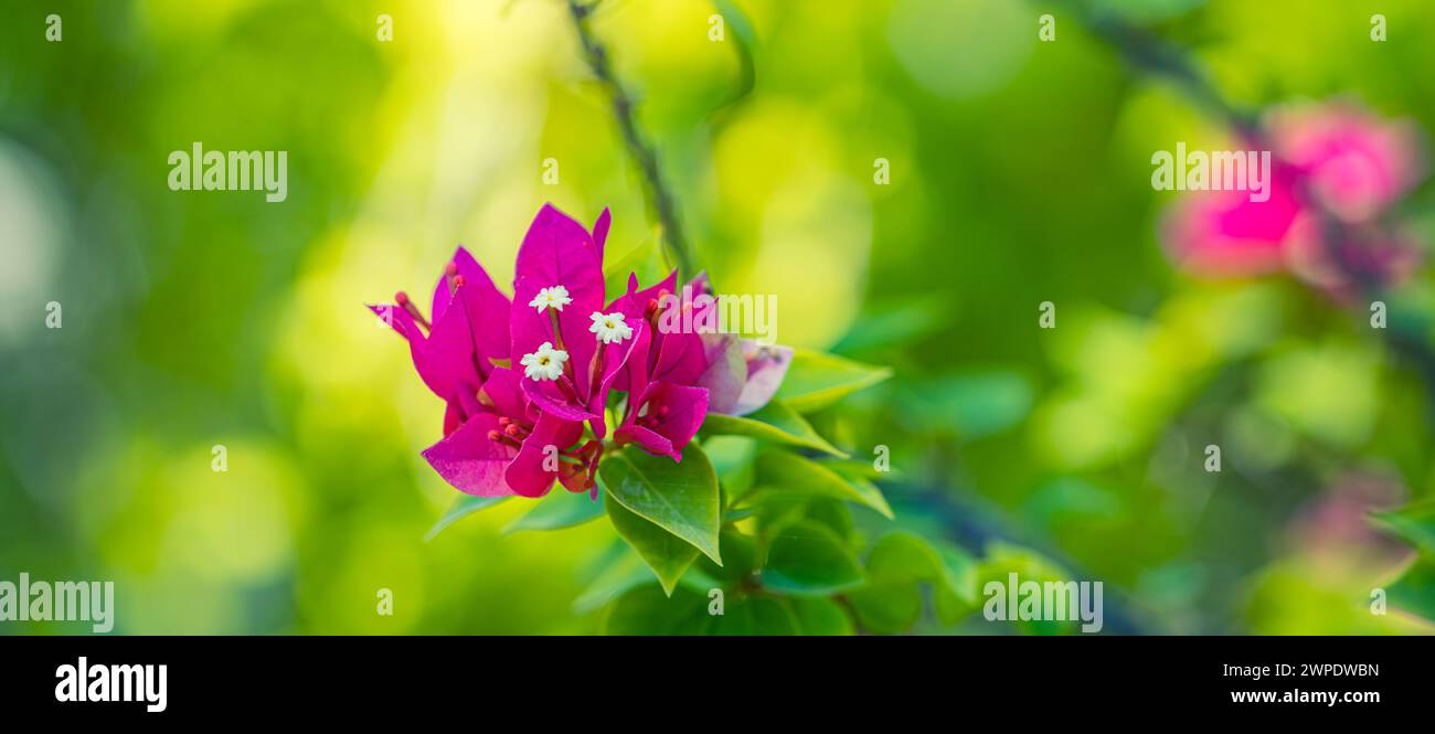 Belles fleurs de Bougainvillea et arbre de plante de bougainvilliers en été feuillage luxuriant saison des pluies (Bougainvillea glabra Choisy). les fleurs sont roses Banque D'Images