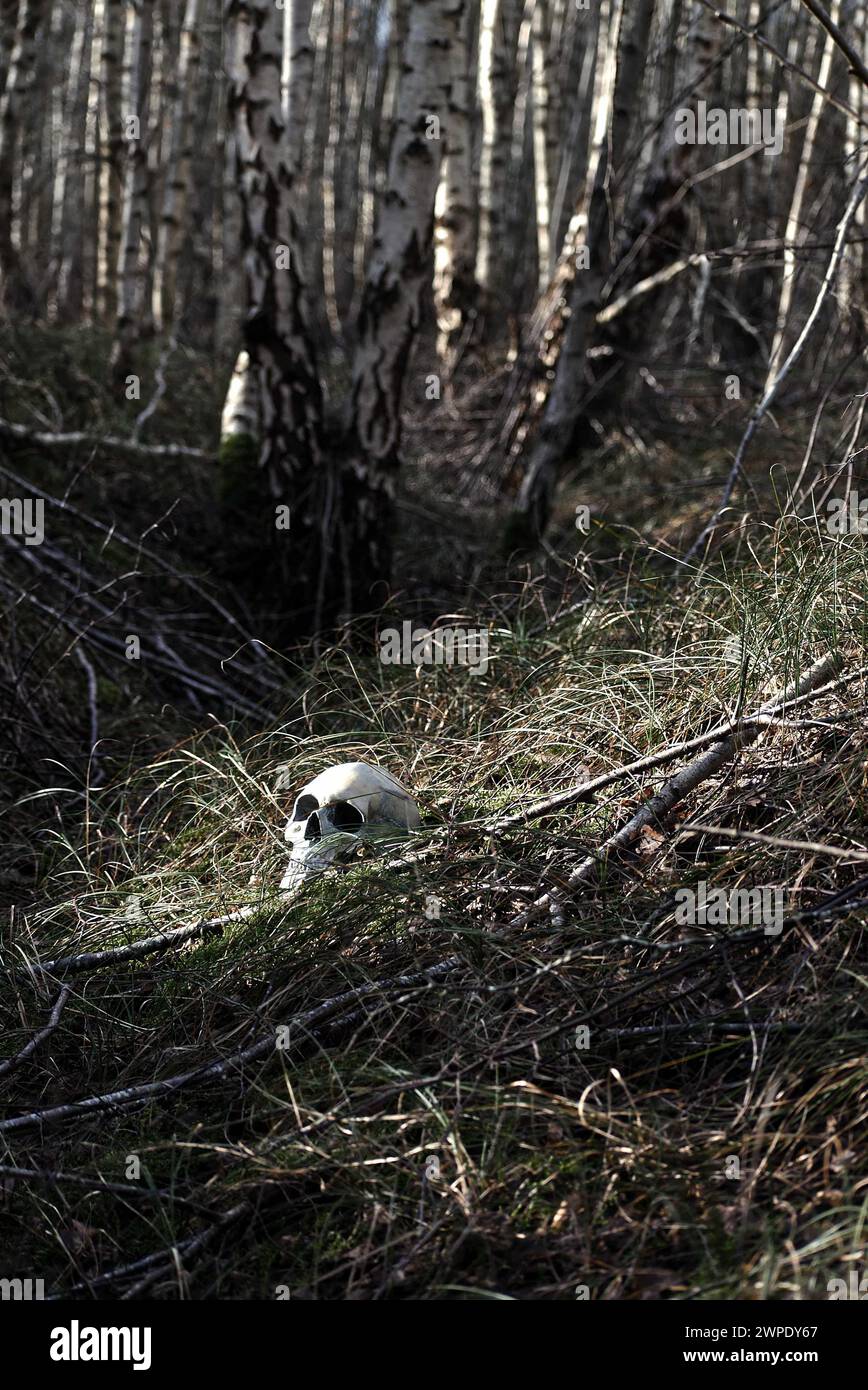 Un crâne humain (réplique) couché en partie caché dans l'herbe sur le côté d'un fossé dans la forêt. Style couverture de livre thriller. Banque D'Images