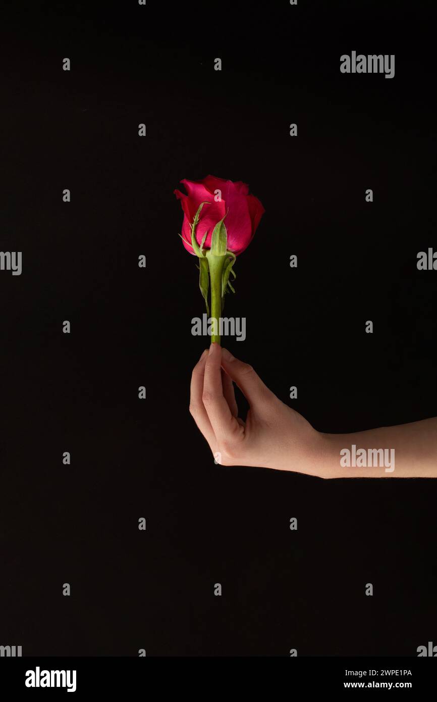 La main d'une femme tient une rose rouge sur fond noir. Idée minimaliste conceptuelle créative. Banque D'Images