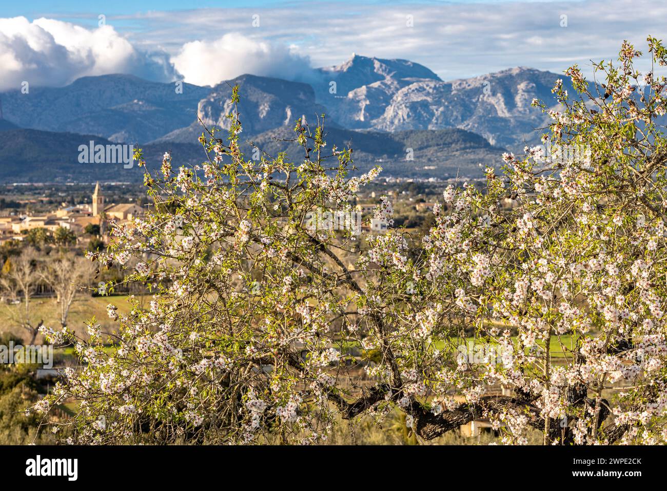 Amandier en fleurs en face de la chaîne de montagnes Serra de Tramuntana avec Puig Major pic, Majorque, Majorque, Îles Baléares, Espagne, Europe Banque D'Images