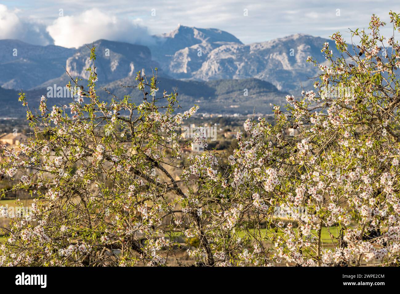Amandier en fleurs en face de la chaîne de montagnes Serra de Tramuntana avec Puig Major pic, Majorque, Majorque, Îles Baléares, Espagne, Europe Banque D'Images
