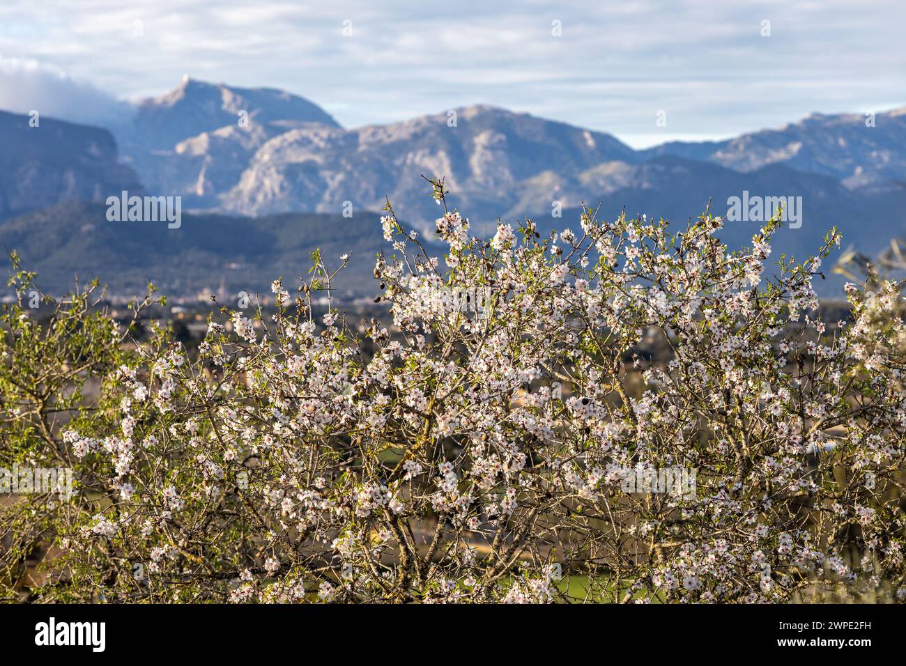 Amandier en fleurs en face de la chaîne de montagnes Serra de Tramuntana avec Puig Major pic, Majorque, Majorque, Îles Baléares, Espagne, Europe Banque D'Images