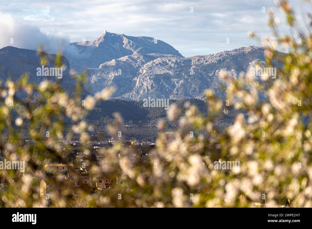Chaîne de montagnes Serra de Tramuntana avec Puig Major sommet entouré d'amandiers en fleurs, Majorque, Majorque, Îles Baléares, Espagne, Europe Banque D'Images