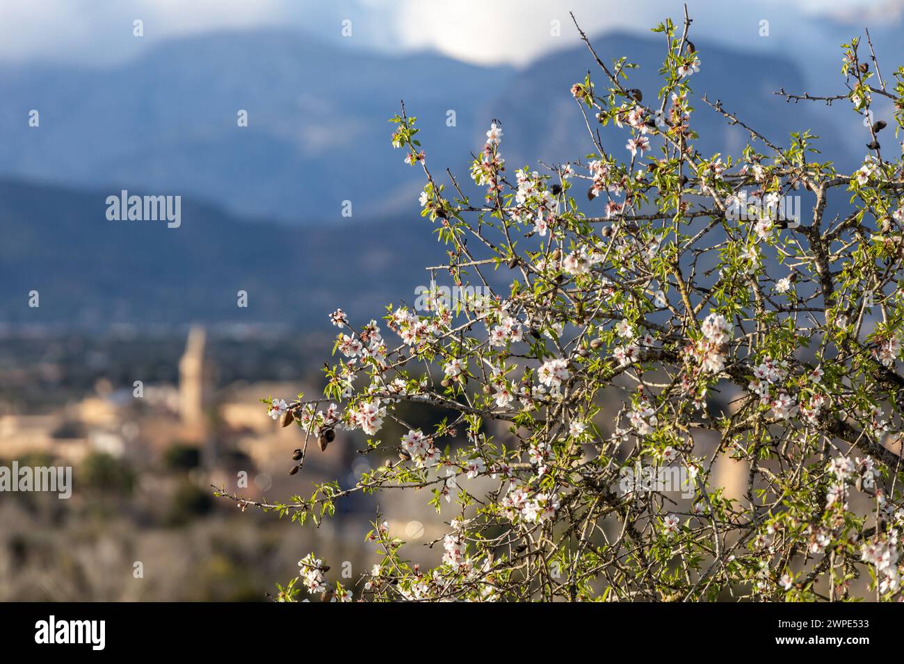 Amandier en fleurs en face de la chaîne de montagnes Serra de Tramuntana avec Puig Major pic, Majorque, Majorque, Îles Baléares, Espagne, Europe Banque D'Images