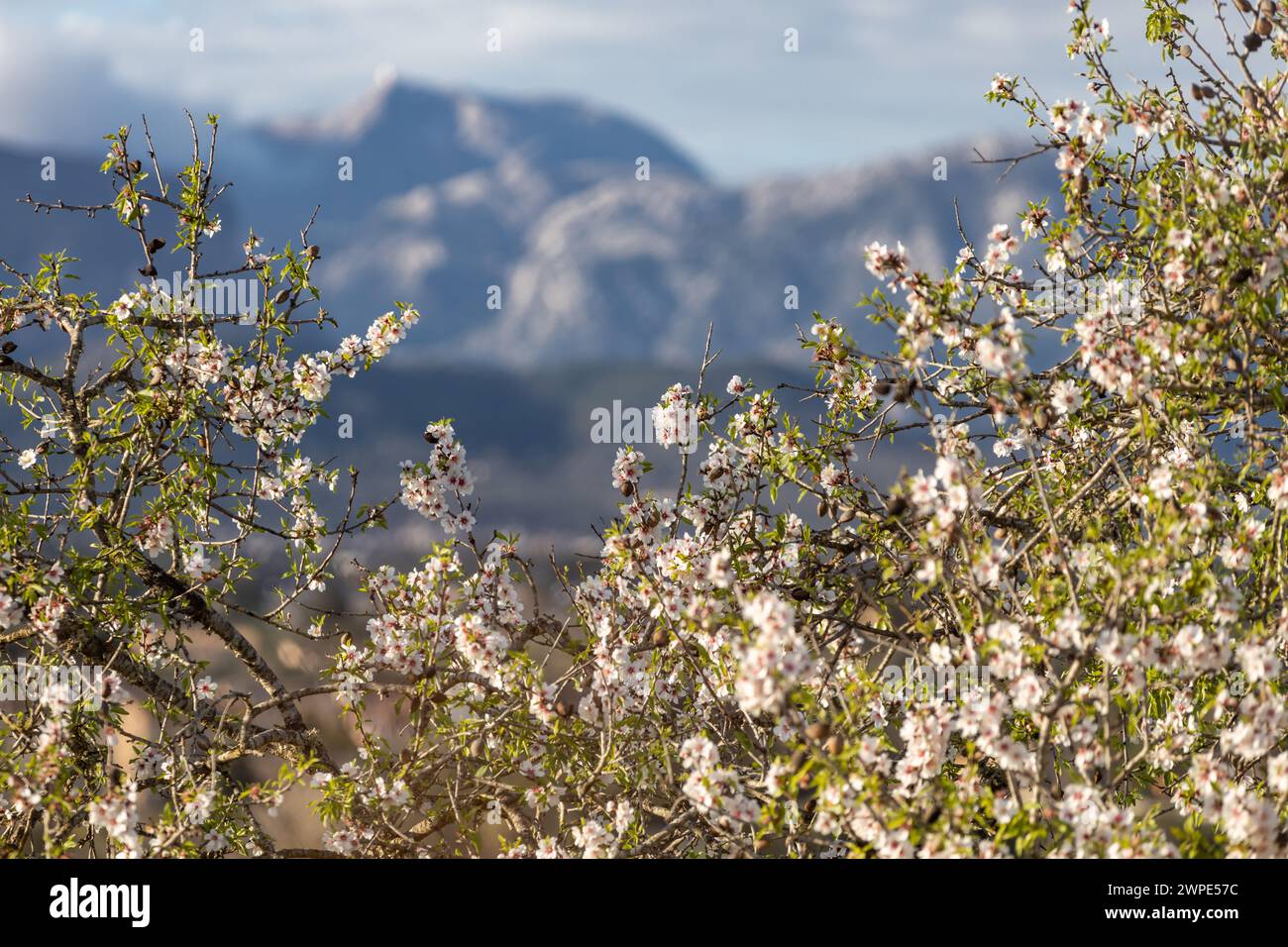Amandier en fleurs en face de la chaîne de montagnes Serra de Tramuntana avec Puig Major pic, Majorque, Majorque, Îles Baléares, Espagne, Europe Banque D'Images