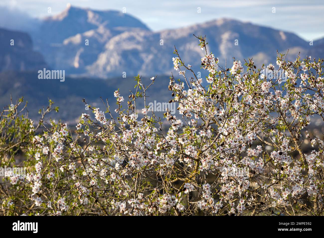 Amandier en fleurs en face de la chaîne de montagnes Serra de Tramuntana avec Puig Major pic, Majorque, Majorque, Îles Baléares, Espagne, Europe Banque D'Images