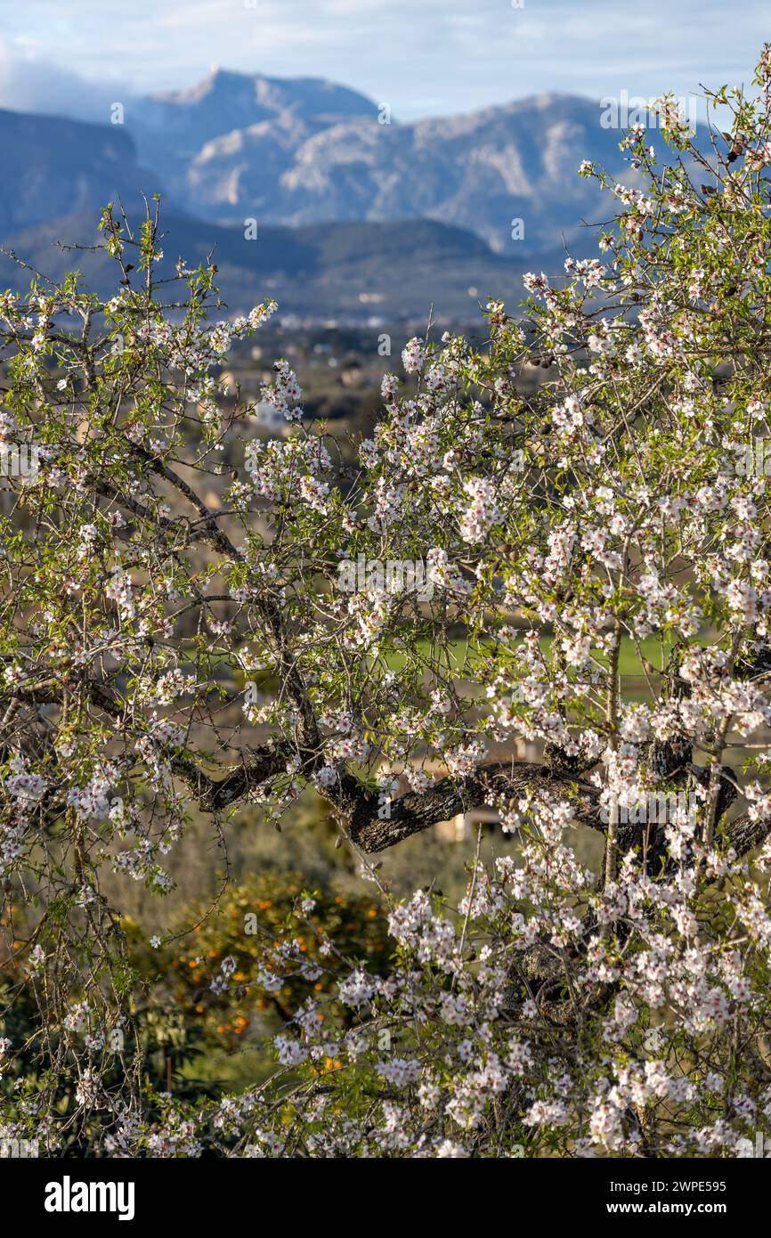 Amandier en fleurs en face de la chaîne de montagnes Serra de Tramuntana avec Puig Major pic, Majorque, Majorque, Îles Baléares, Espagne, Europe Banque D'Images