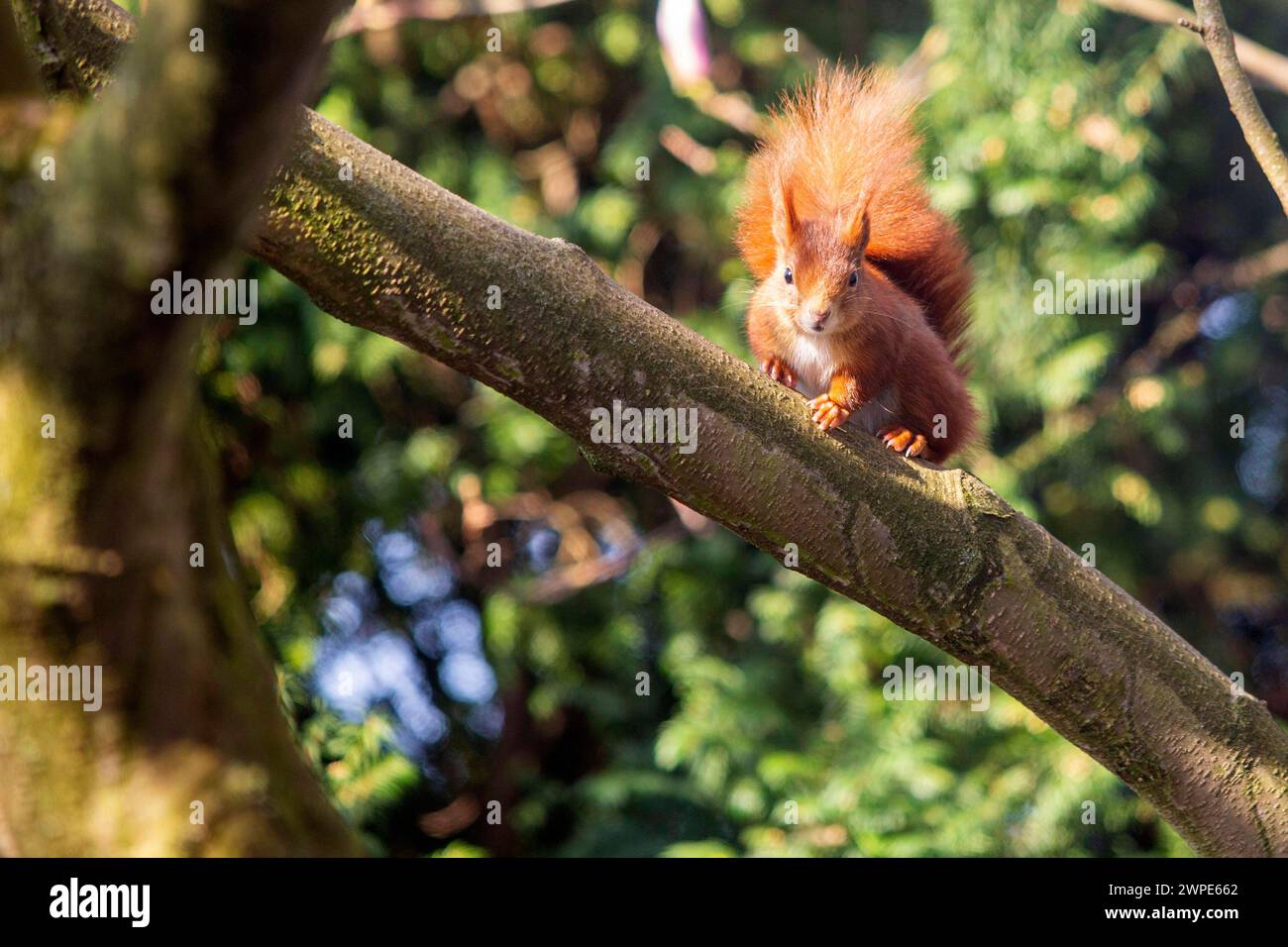 Ein Eichhörnchen sitzt in der sonne auf einem Baum dans Köln NRW . Die Eichhörnchen Sciurus sind eine Gattung der Baumhörnchen Sciurini innerhalb der Familie der Hörnchen Sciuridae . Eichhörnchen *** Un écureuil est assis au soleil sur un arbre à Cologne NRW les écureuils Sciurus sont un genre d'écureuils Sciurini appartenant à la famille des écureuils Sciuridae Banque D'Images