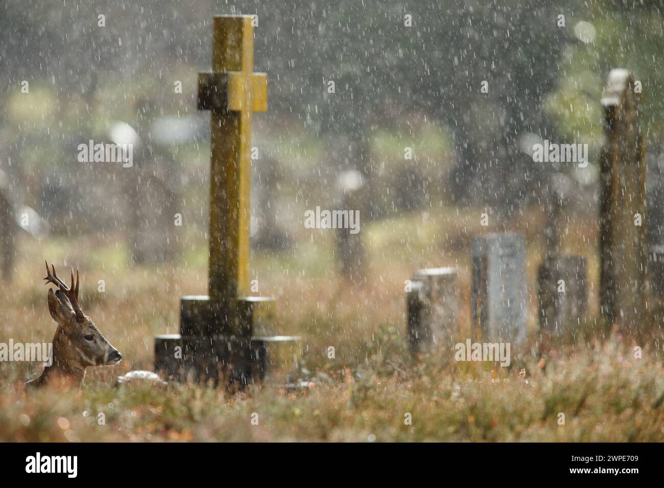 Roe buck se reposant dans un cimetière pendant une averse abondante Banque D'Images
