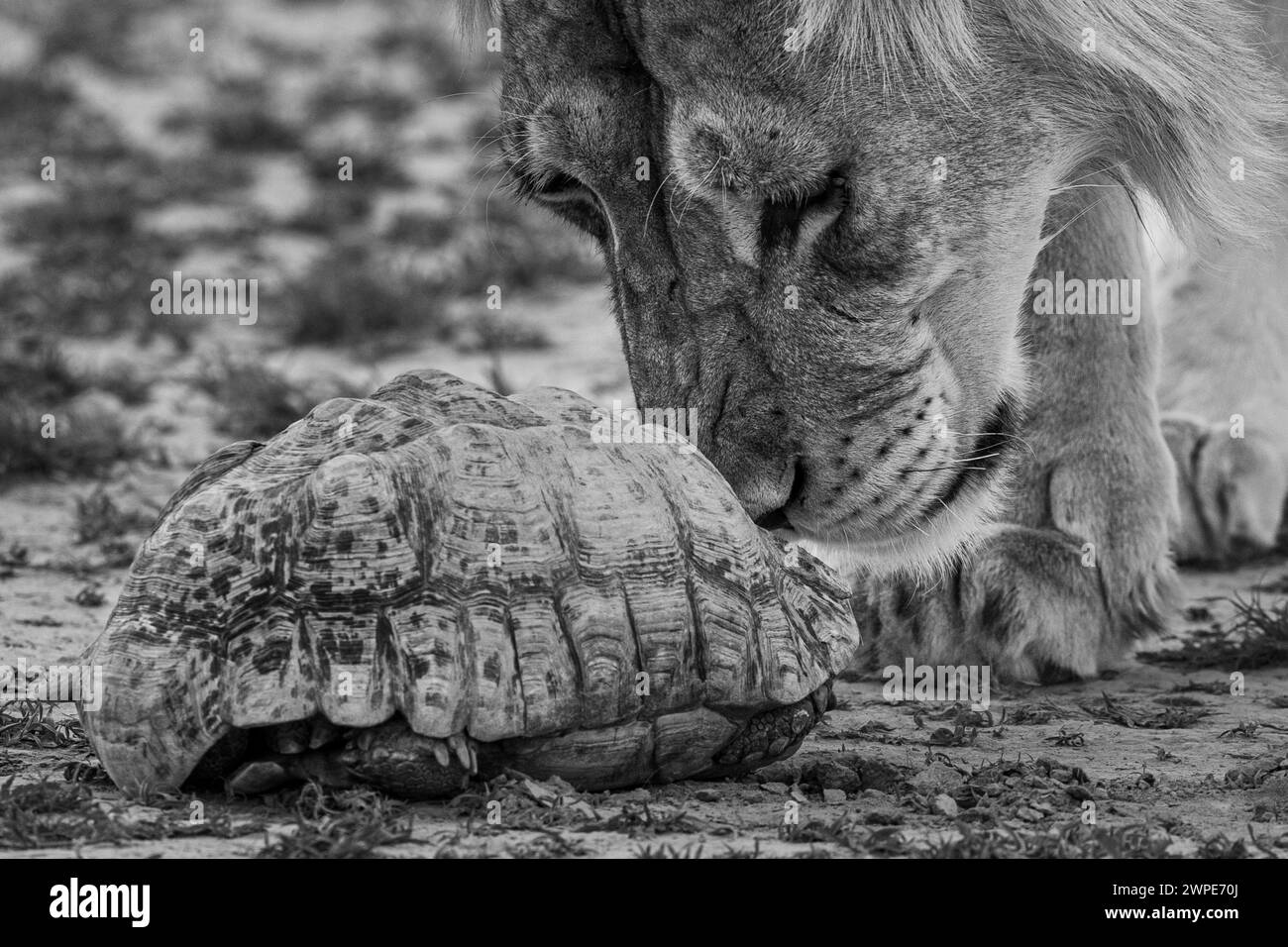 Lions d'Afrique AFRIQUE des images DÉCHIRANTES montrent la bataille d'une lionne mère défiante pour protéger ses oursons contre l'attaque d'un jeune homme agressif Banque D'Images