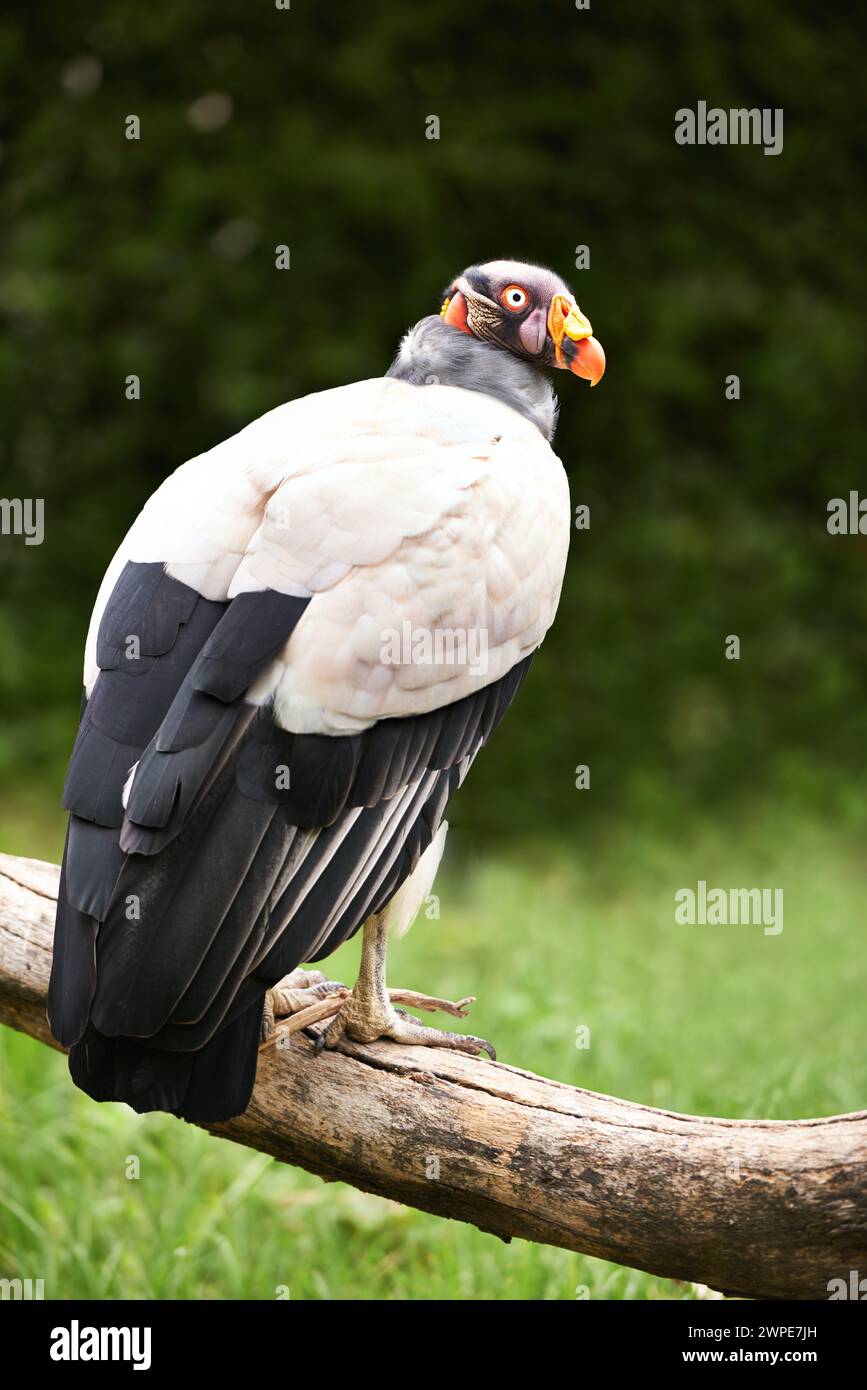 Vautours ou oiseau, branche et nature dans le zoo pour la nourriture, la détente et debout dans le paysage. Faune, animal carnivore ou oiseau avec des plumes à l'extérieur Banque D'Images