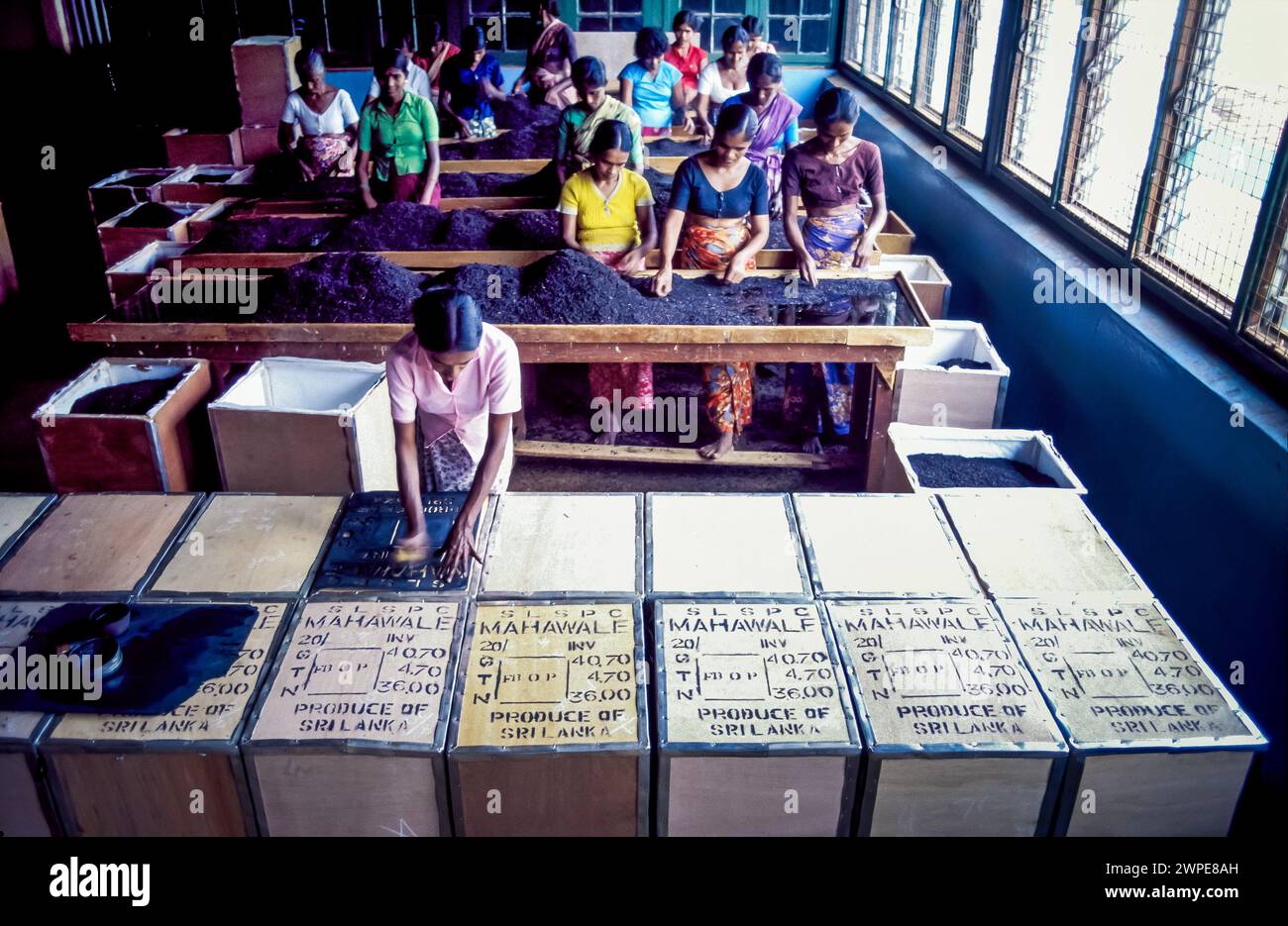 Sri Lanka, Nuwara Eliya ; des femmes trient et emballent le thé noir pour l'exportation dans un hangar de plantation de thé. Banque D'Images