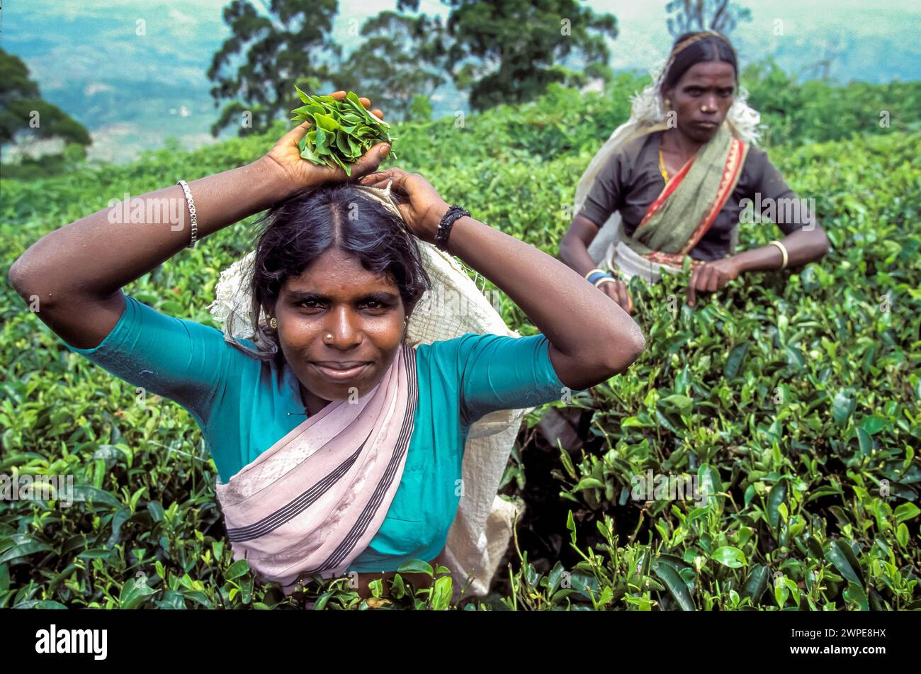 Sri Lanka, Haputele ; femmes cueillant les jeunes feuilles des buissons de thé dans une plantation de thé. Banque D'Images