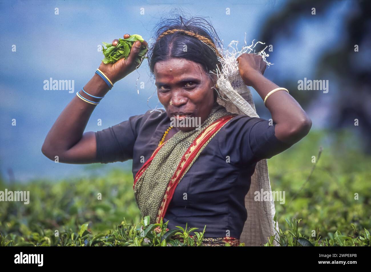 Sri Lanka, Haputele ; femme travaillant dans une plantation de thé, cueillant les jeunes feuilles. Banque D'Images