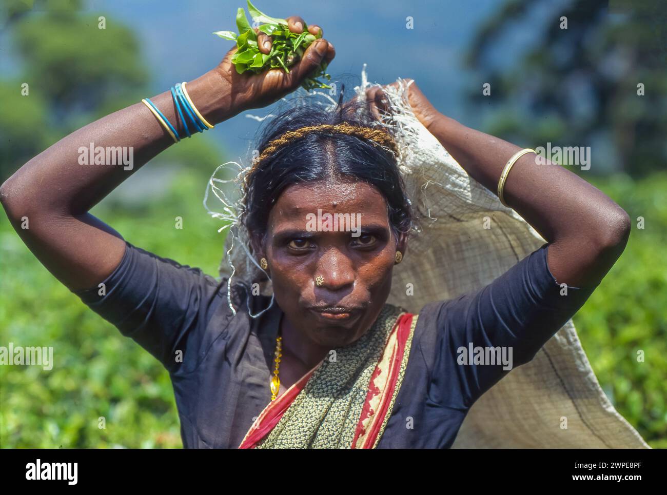 Sri Lanka, Haputele ; femme travaillant dans une plantation de thé, cueillant les jeunes feuilles. Banque D'Images